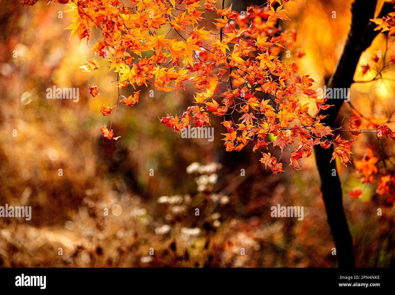 Feuilles d'automne avec un joli fond clair et doux Banque D'Images