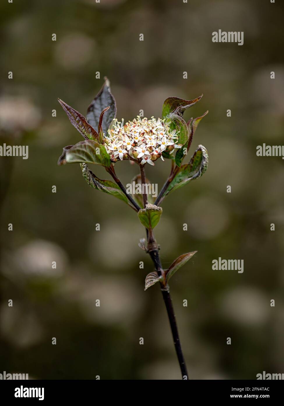 Gros plan de fleurs de White DogwoodCornus, alba 'Kesselringii', au printemps sur fond sombre Banque D'Images