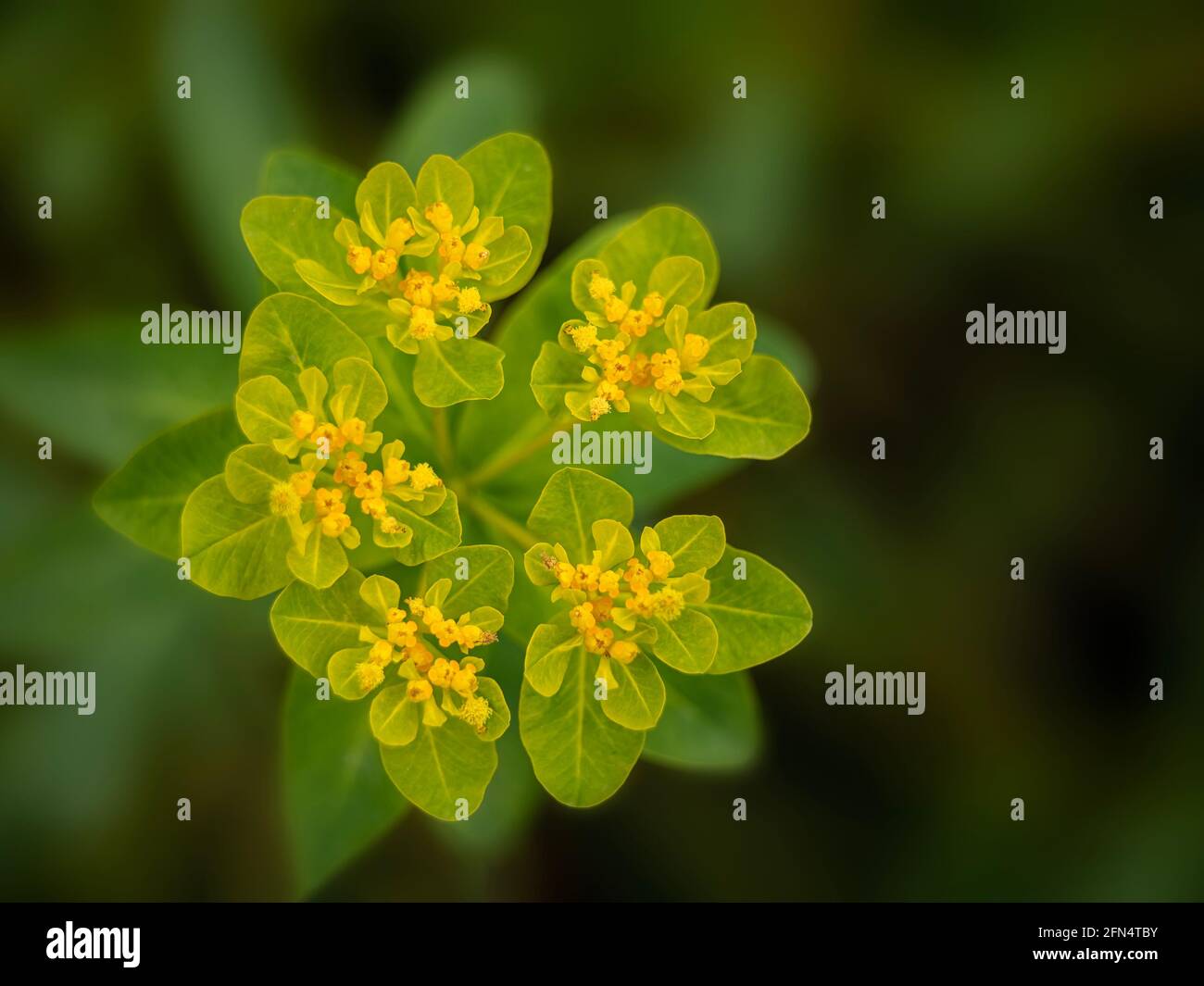 Gros plan des fleurs de l'Euphorbia epithymoides 'Major', au printemps, sur fond sombre Banque D'Images
