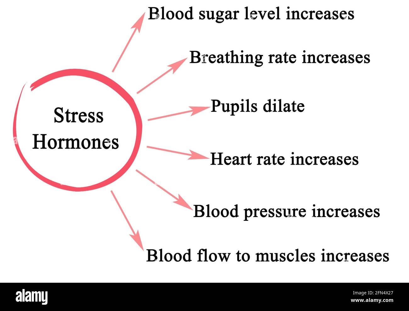 Six effets des hormones de stress Banque D'Images