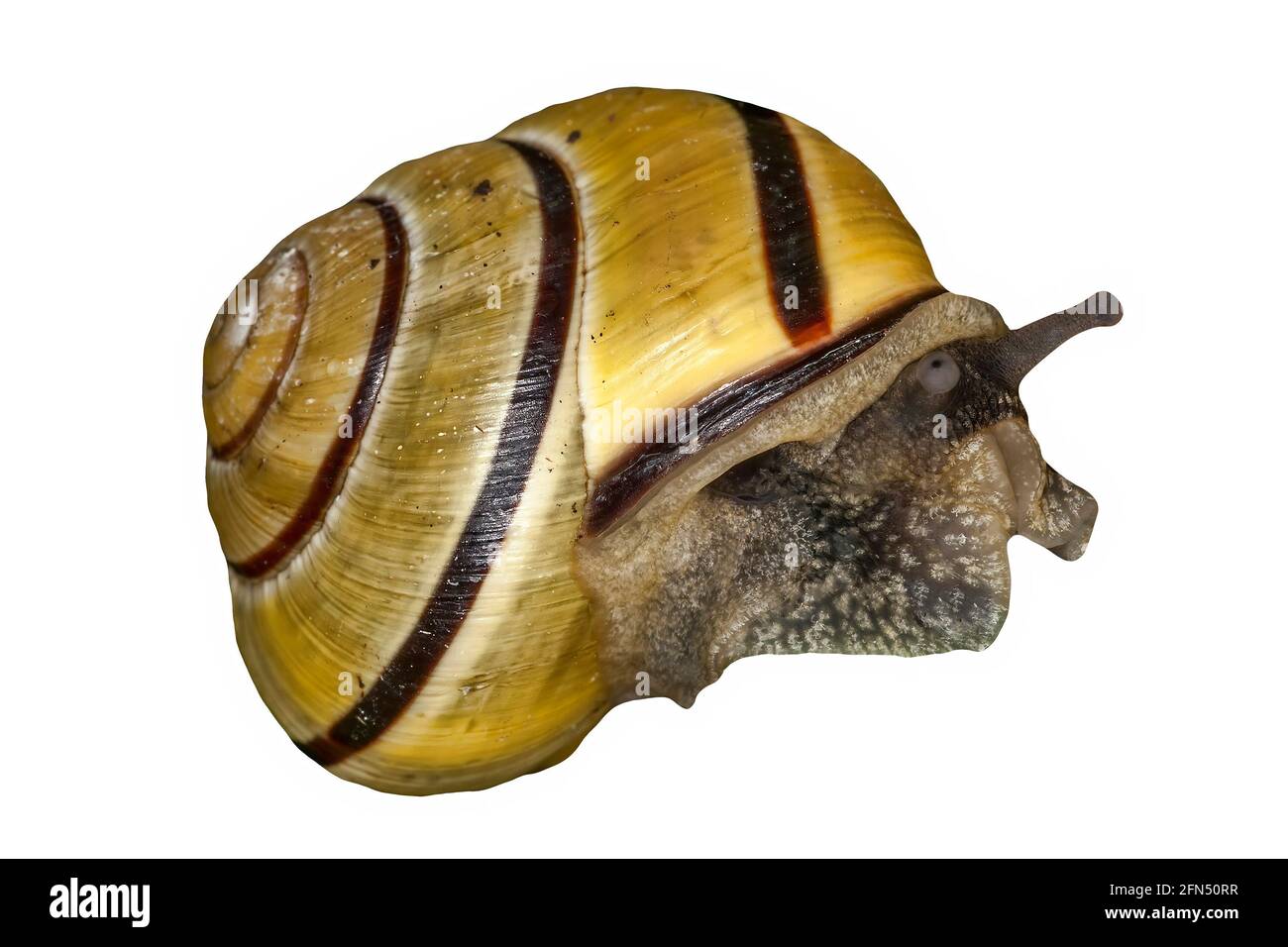 Escargot de jardin qui est un insecte de gastéropode de mollusque avec une coquille découpée et isolée sur un fond blanc, photo de stock image Banque D'Images