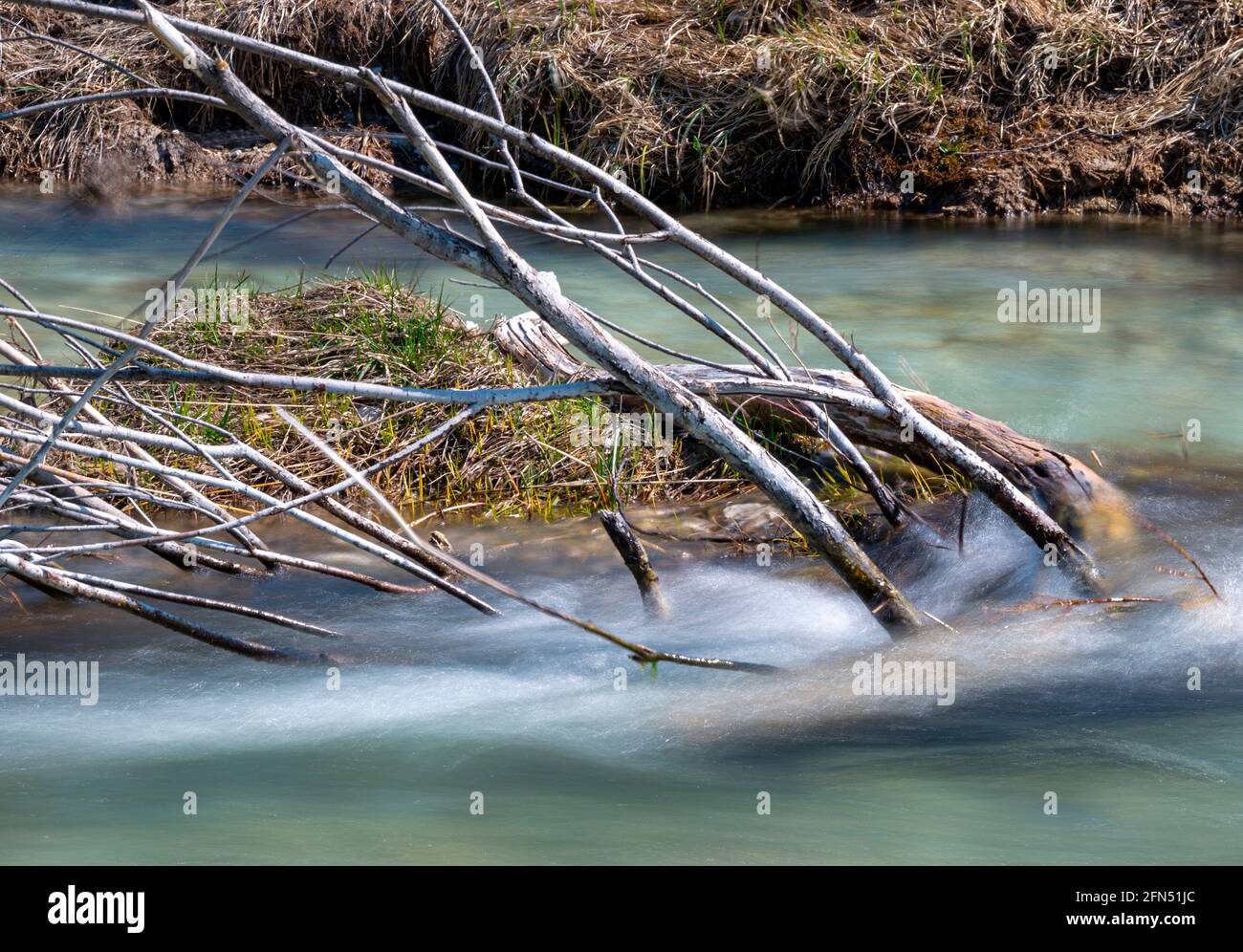 Driftwood dans l'Isar, la haute vallée de l'Isar, la réserve naturelle de Karwendel et les contreforts de Karwendel, la haute-Bavière, la Bavière, l'Allemagne, l'Europe Banque D'Images