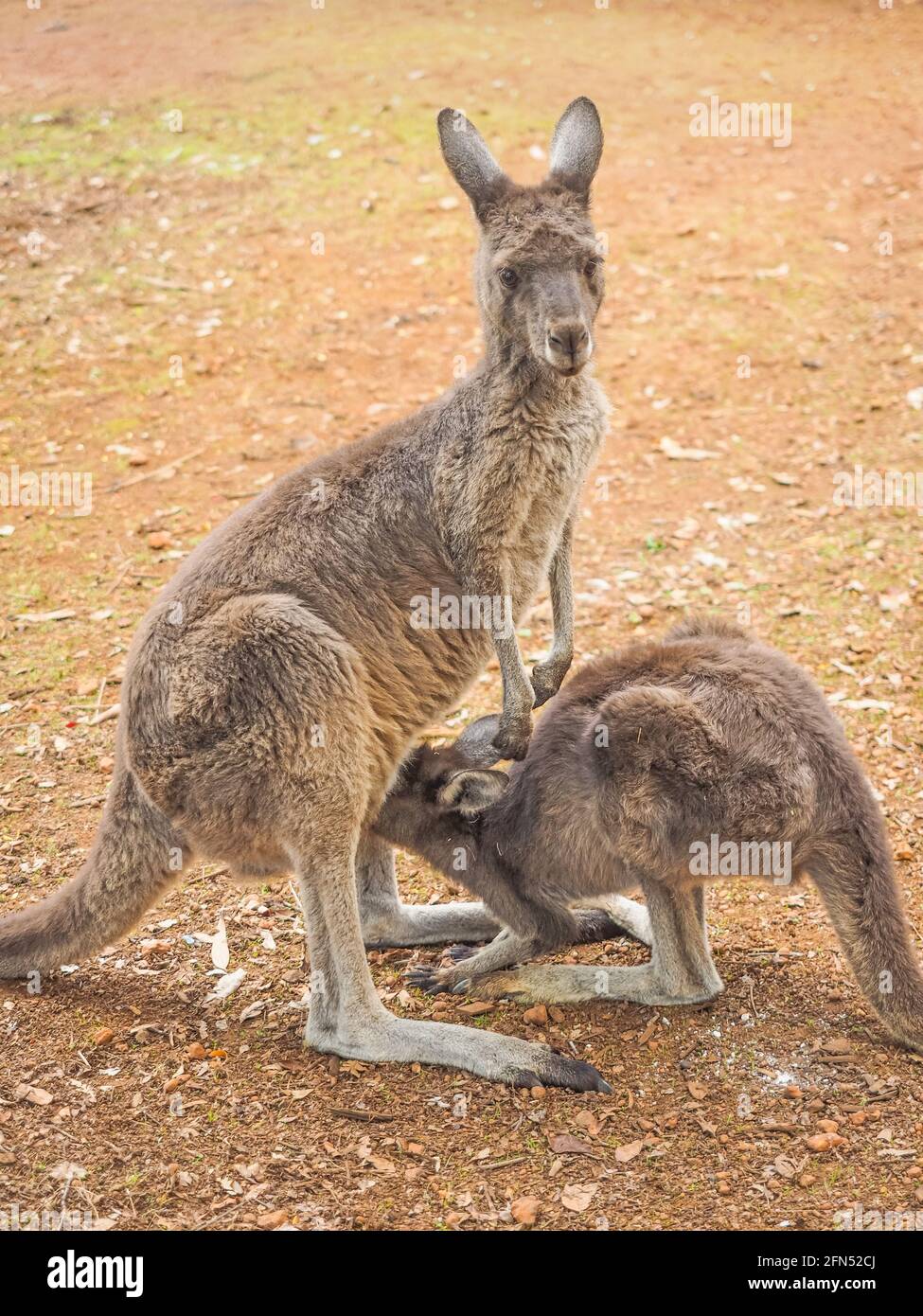 Un kangourou gris occidental (Macropus fuliginosus), nourrissant son jeune (connu sous le nom de Joey) en Australie occidentale. Banque D'Images