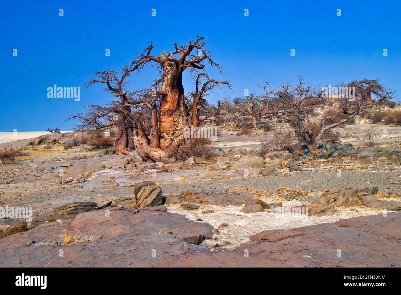 Le Baobab, Adansonia digitata, Kubu Island, mer Blanche de sel, Lekhubu, Makgadikgadi Pans National Park, Botswana, Africa Banque D'Images