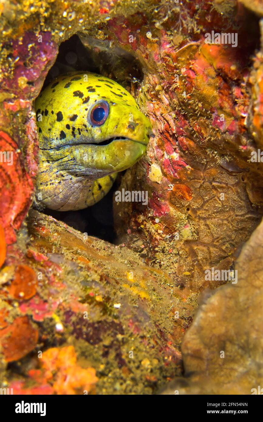 Moray, Gymnothorax fimbriatus, Lembeh, Sulawesi du Nord, Indonésie, Asie Banque D'Images