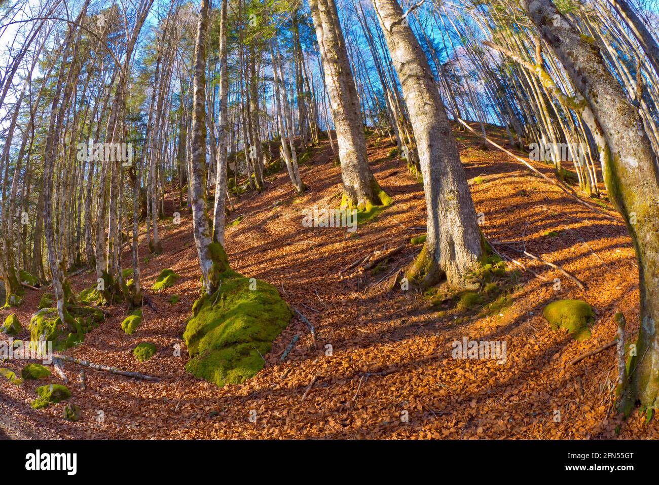 Vallée de l'Aspe, Parc National des Pyrénées, Pyrénées Atlantiques, Pyrénées, Nouvelle Aquitaine, France, Europe Banque D'Images