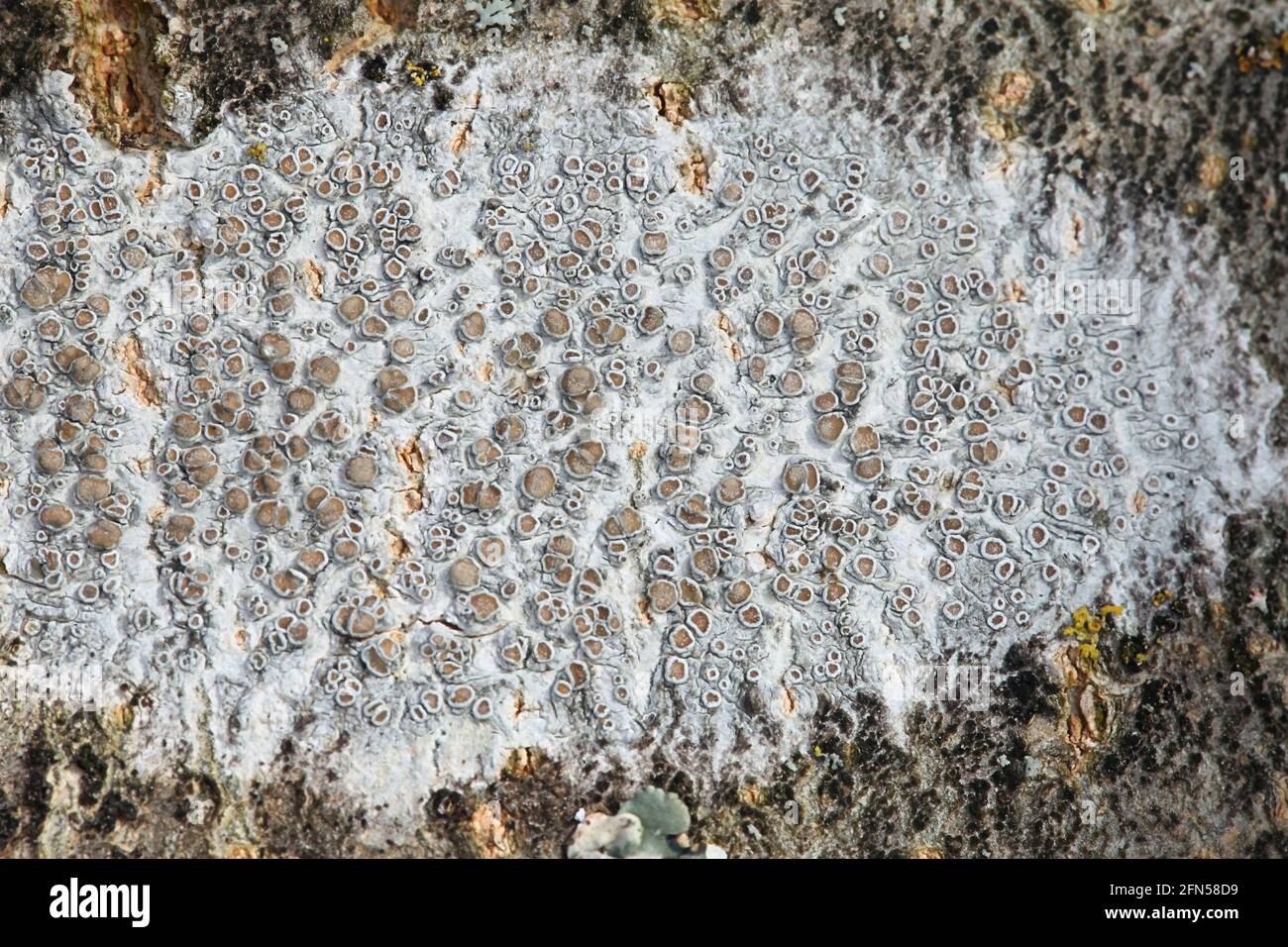 Lecanora carpinea, un lichen épiphytique sans nom anglais commun Banque D'Images