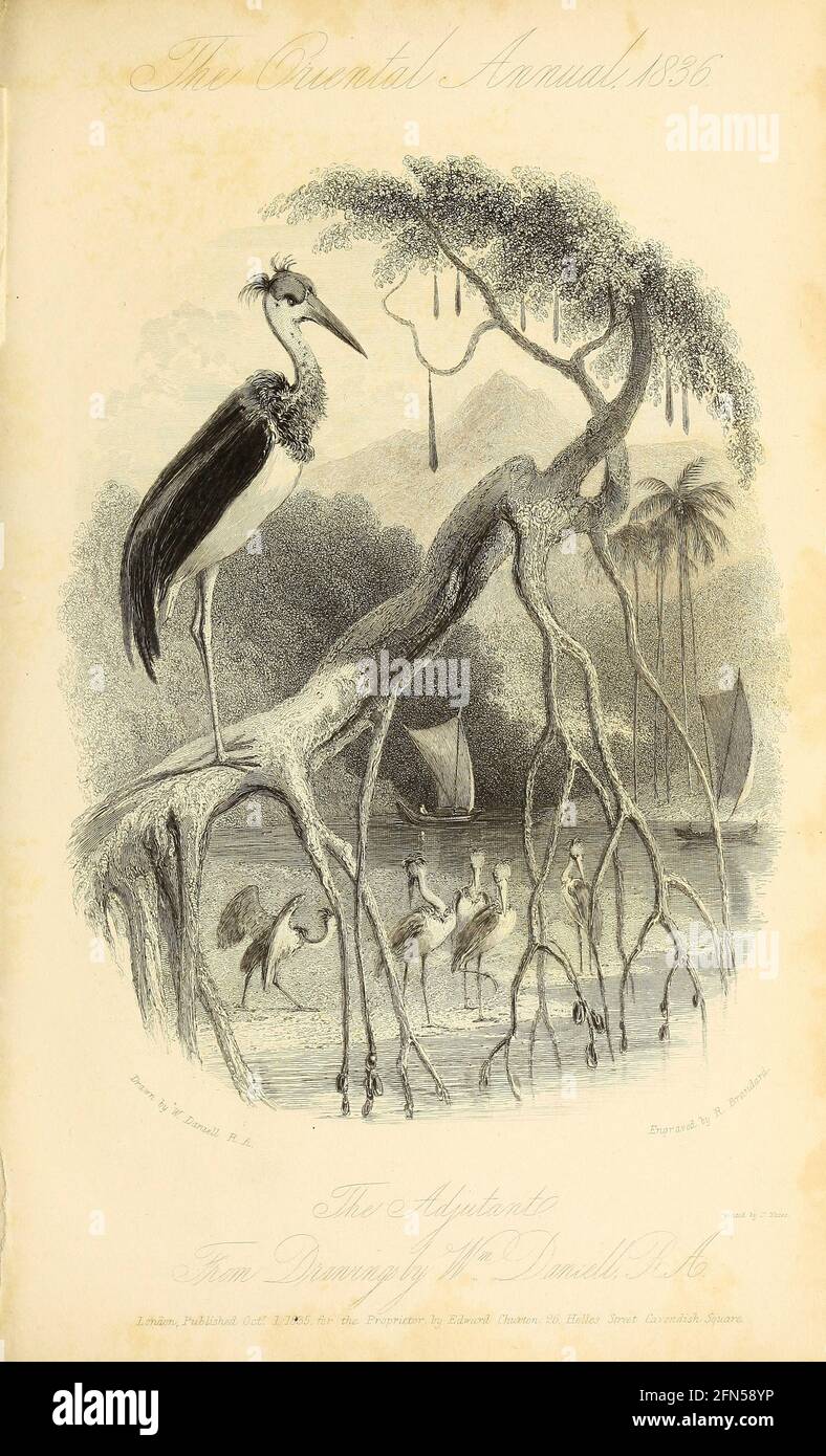 L'Adjutant (titre de la vignette) [Leptoptilos est un genre de très grands cigognes tropicales, également connu sous le nom d'oiseau adjutant. Le nom signifie plume mince (lepto) (ptilos). Deux espèces sont des éleveurs résidents de l'Asie du Sud, et la cigogne du marabout se trouve en Afrique subsaharienne]. D'après le livre « The Oriental Annual, or, Scenes in India » du rév. Hobart Caunter publié par Edward Bull, Londres 1836 gravures de dessins de William Daniell Banque D'Images