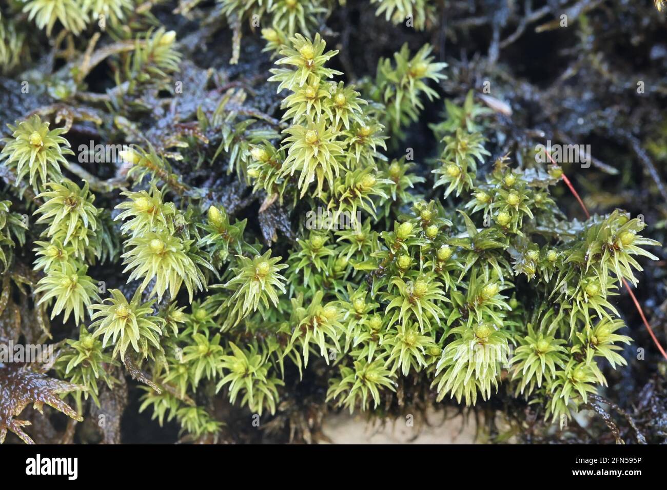 Aulacomnium palustre, connu sous le nom de bog groove-moss ou bog-moss nervuré Banque D'Images