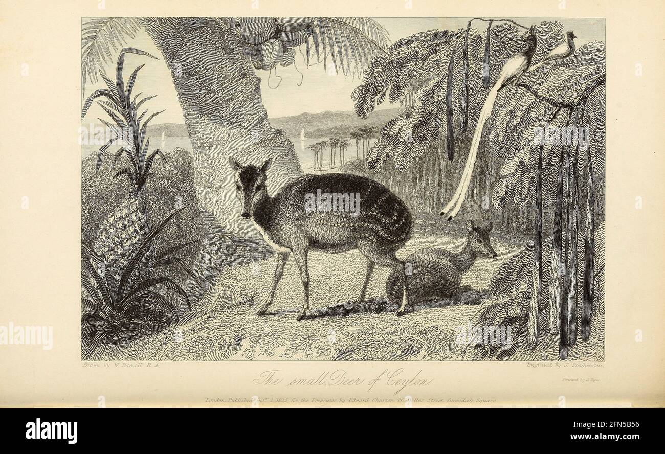The Small Deer of Ceylan, tiré du livre « The Oriental Annual, or, Scenes in India » du rév. Hobart Caunter publié par Edward Bull, Londres 1836 gravures tirées de dessins de William Daniell Banque D'Images