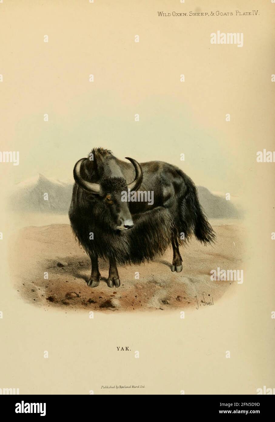 Wild Yak De Lydekker Richard Publie Par Rowland Ward Ltd En 18 Le Yak Sauvage Bos Mutus Est Un Gros Betail Sauvage Originaire De L Himalaya C Est L Ancetre Du Yak Domestique Bos Grunniens