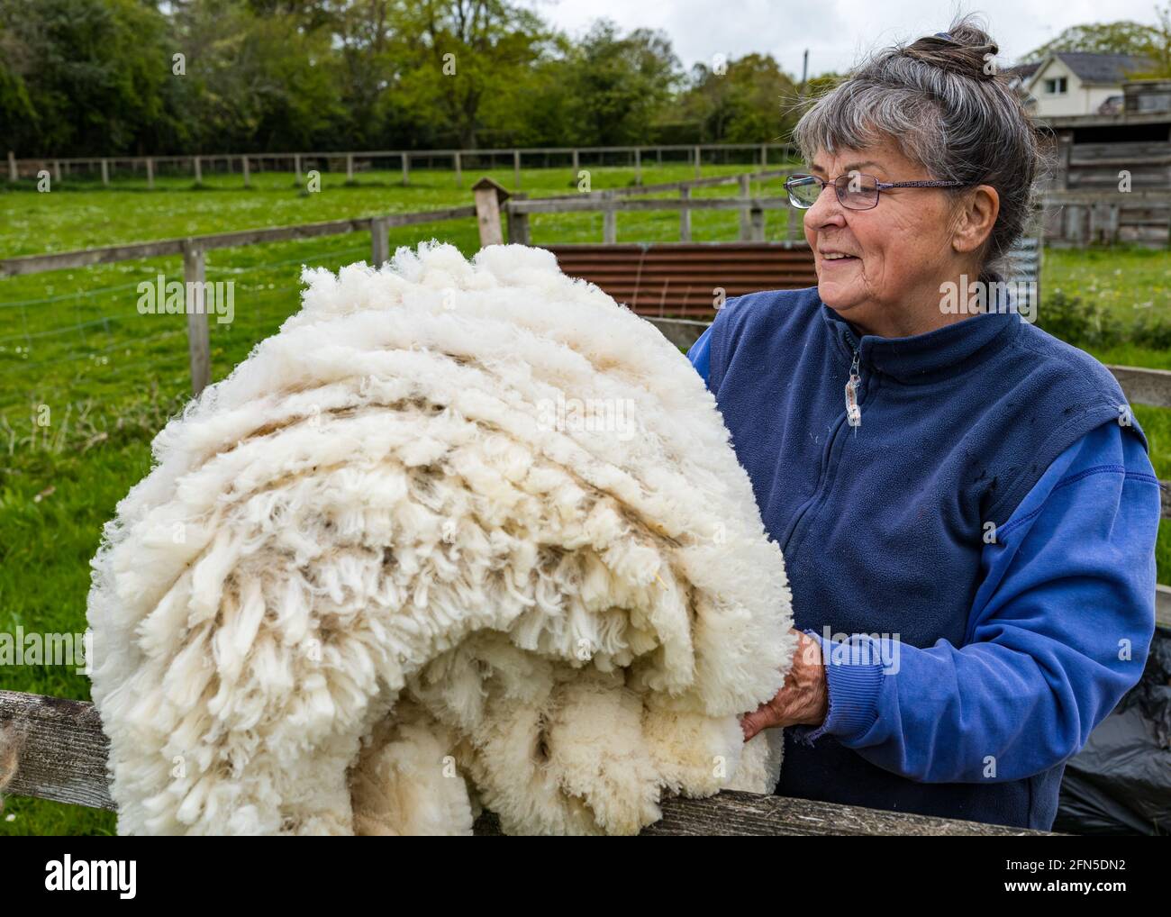 East Lothian, Écosse, Royaume-Uni. 14 mai 2021. Tonte de moutons : Joan  Brunton, de Letham mains Holdings, a remporté plusieurs prix pour ses  moutons et ses vêtements Shetland lors de salons agricoles.