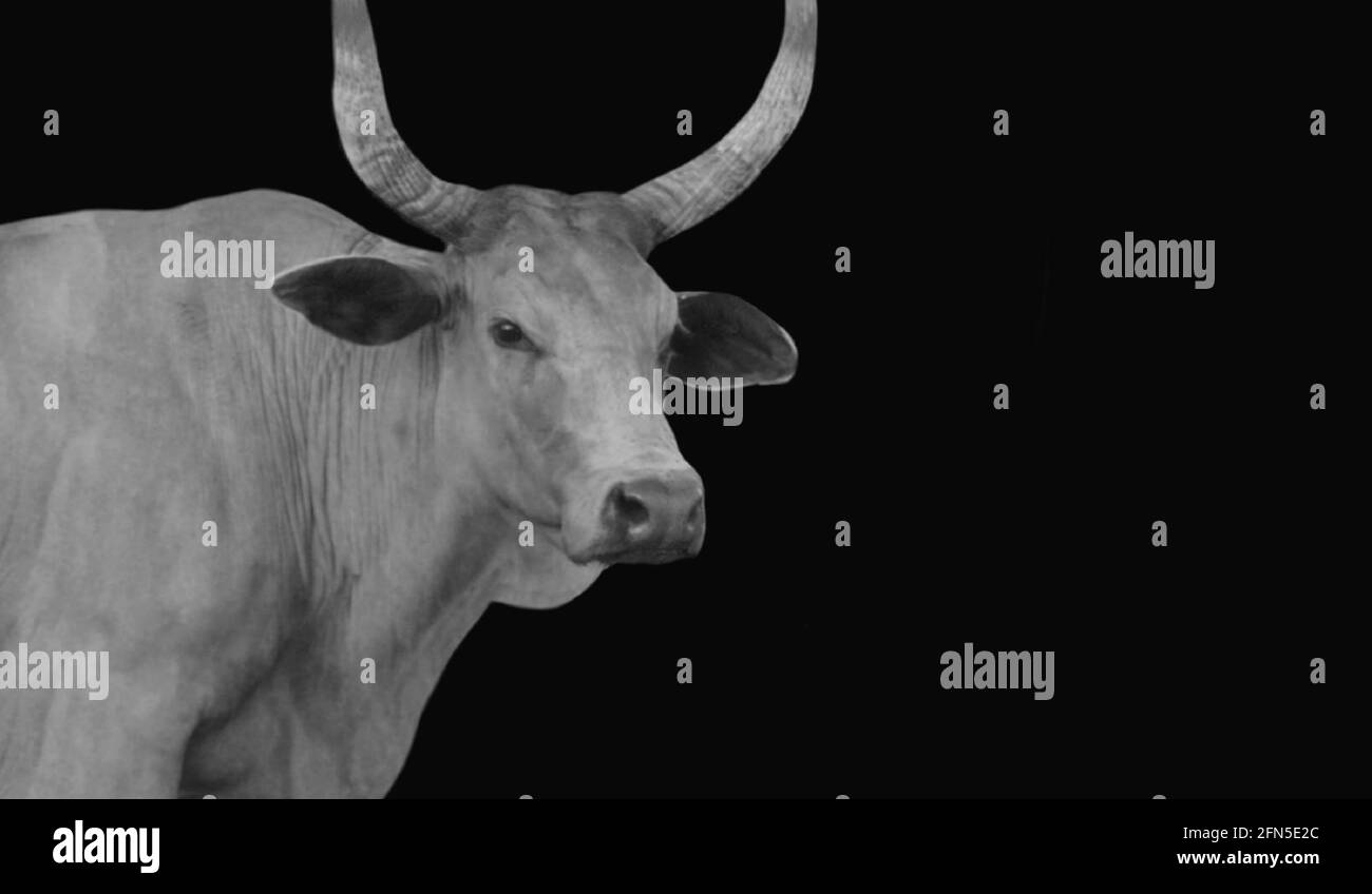 Big Horn Cow se tenant dans le fond noir Banque D'Images