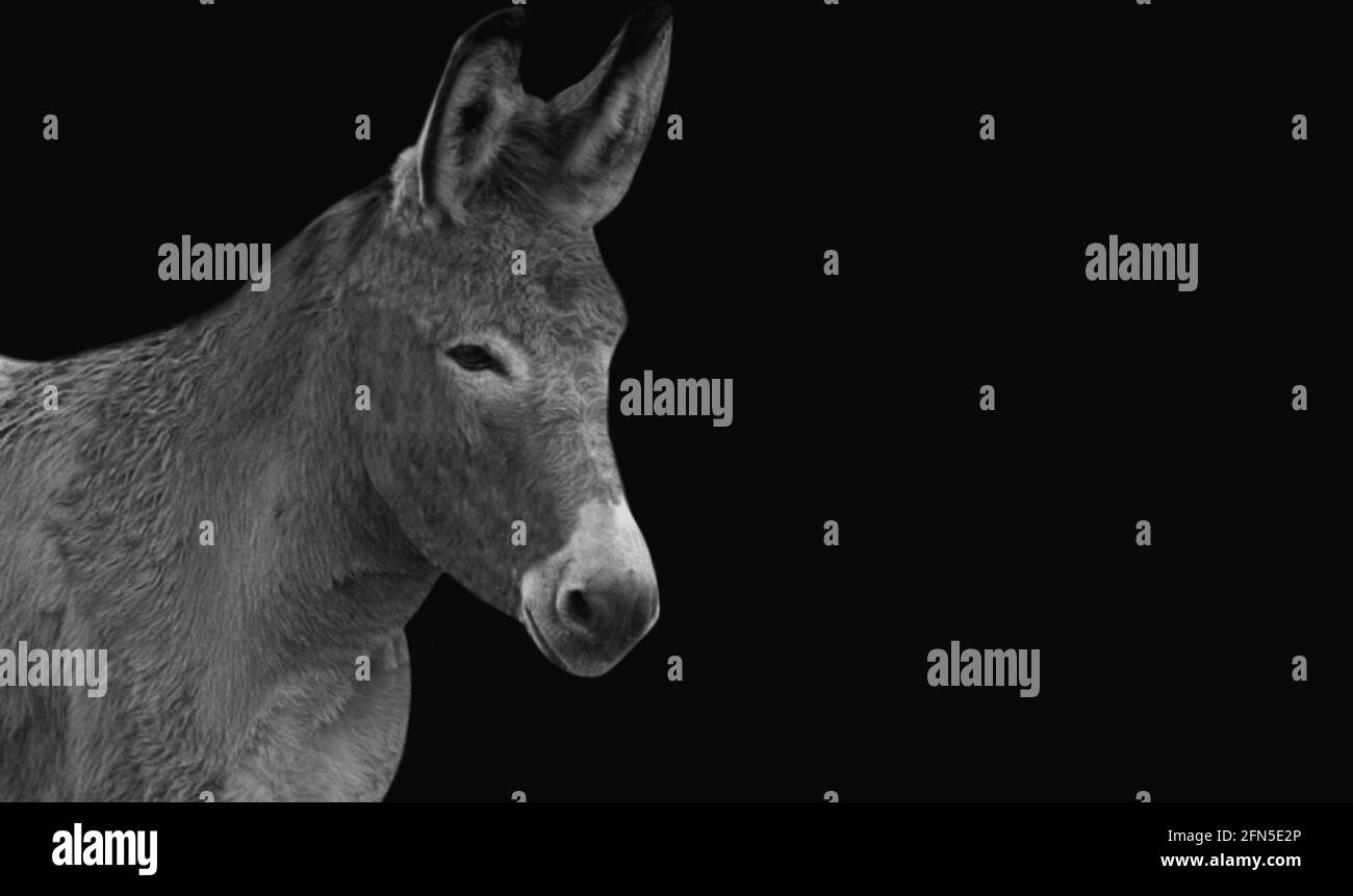 Donkey noir et blanc sur fond noir Banque D'Images
