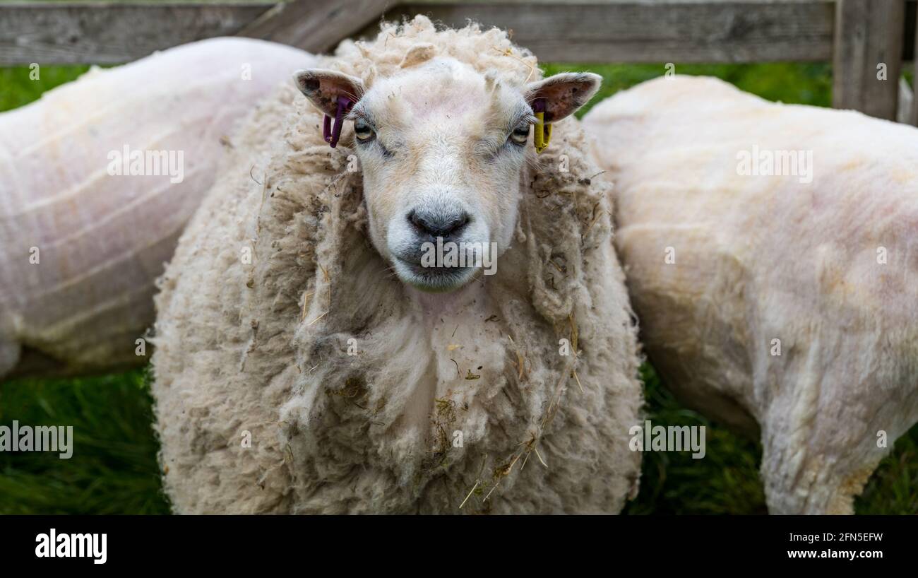 East Lothian, Écosse, Royaume-Uni, 14 mai 2021. Tonte de moutons : brebis de Shetland dans un enclos de moutons à Letham mains Holdings après la tonte. La dernière brebis à être cisaillée était un champion de moutons Shetland à juger à RHS en 2019. Banque D'Images