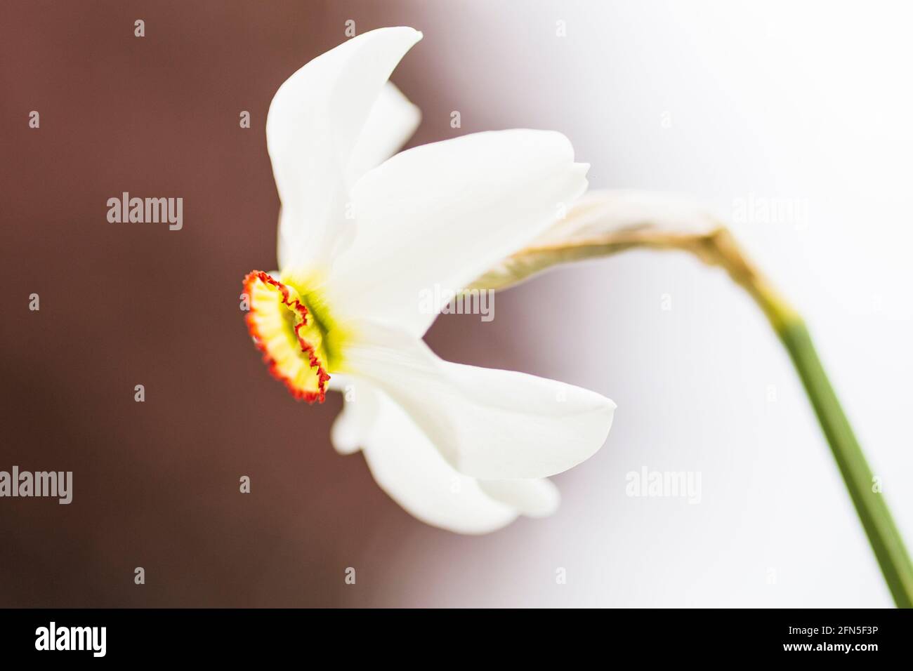 Gros plan image d'une seule fleur de Narcissus oeil de Pheasant Banque D'Images