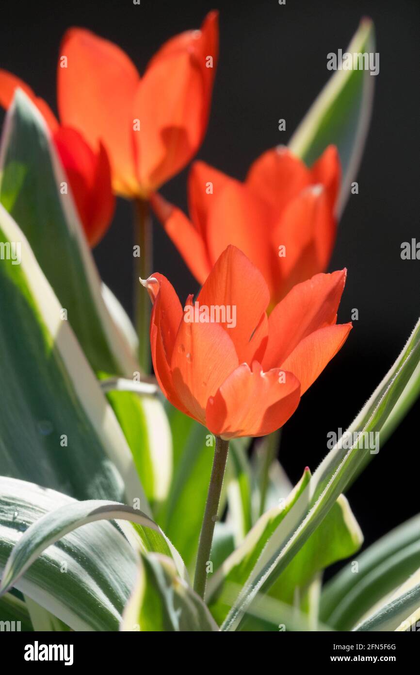 Tulipa Unicum fleur jardin tulipe naine Banque D'Images
