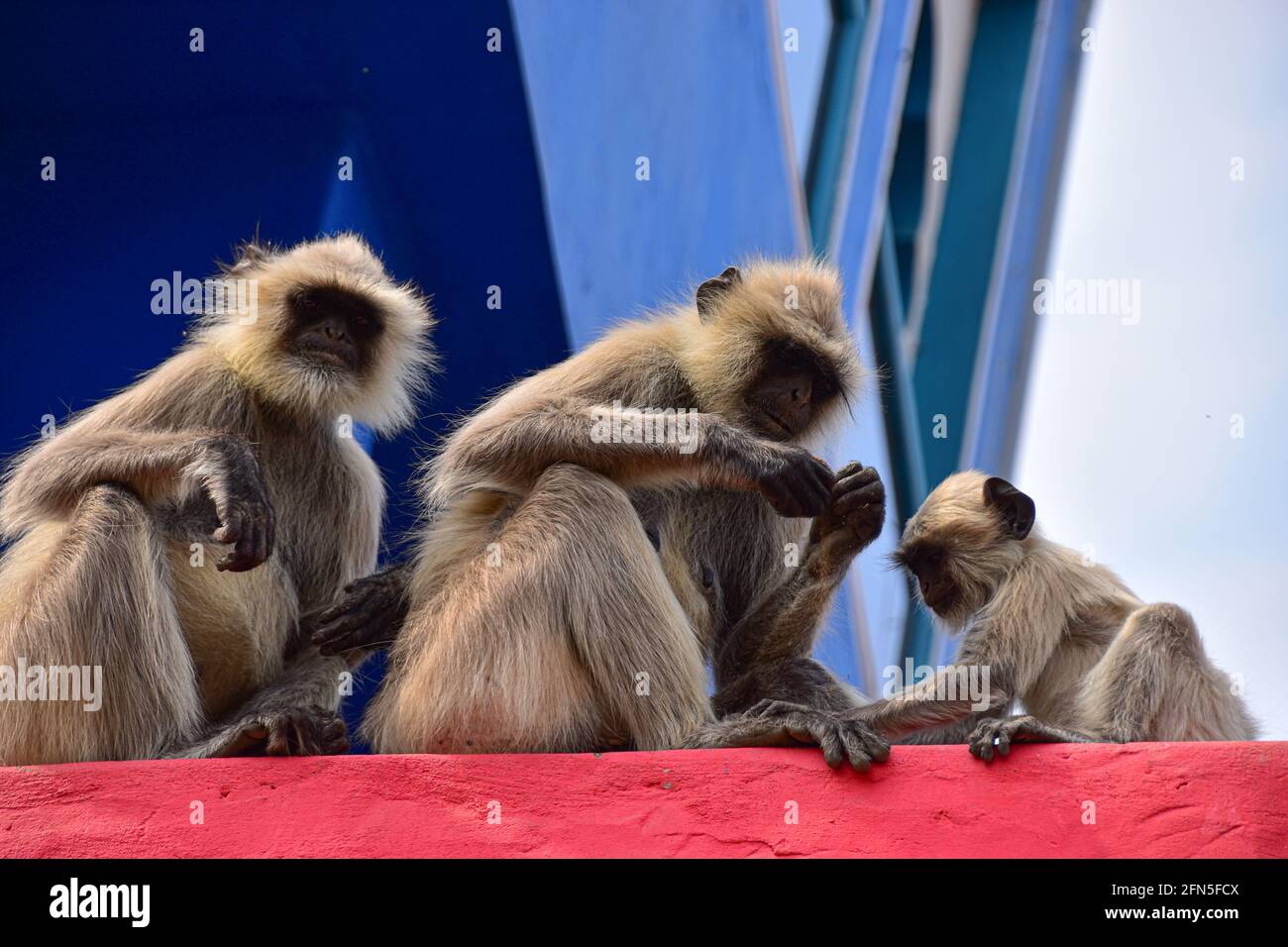 Gris langures, Monkeys, Pushkar, Rajasthan, Inde Banque D'Images