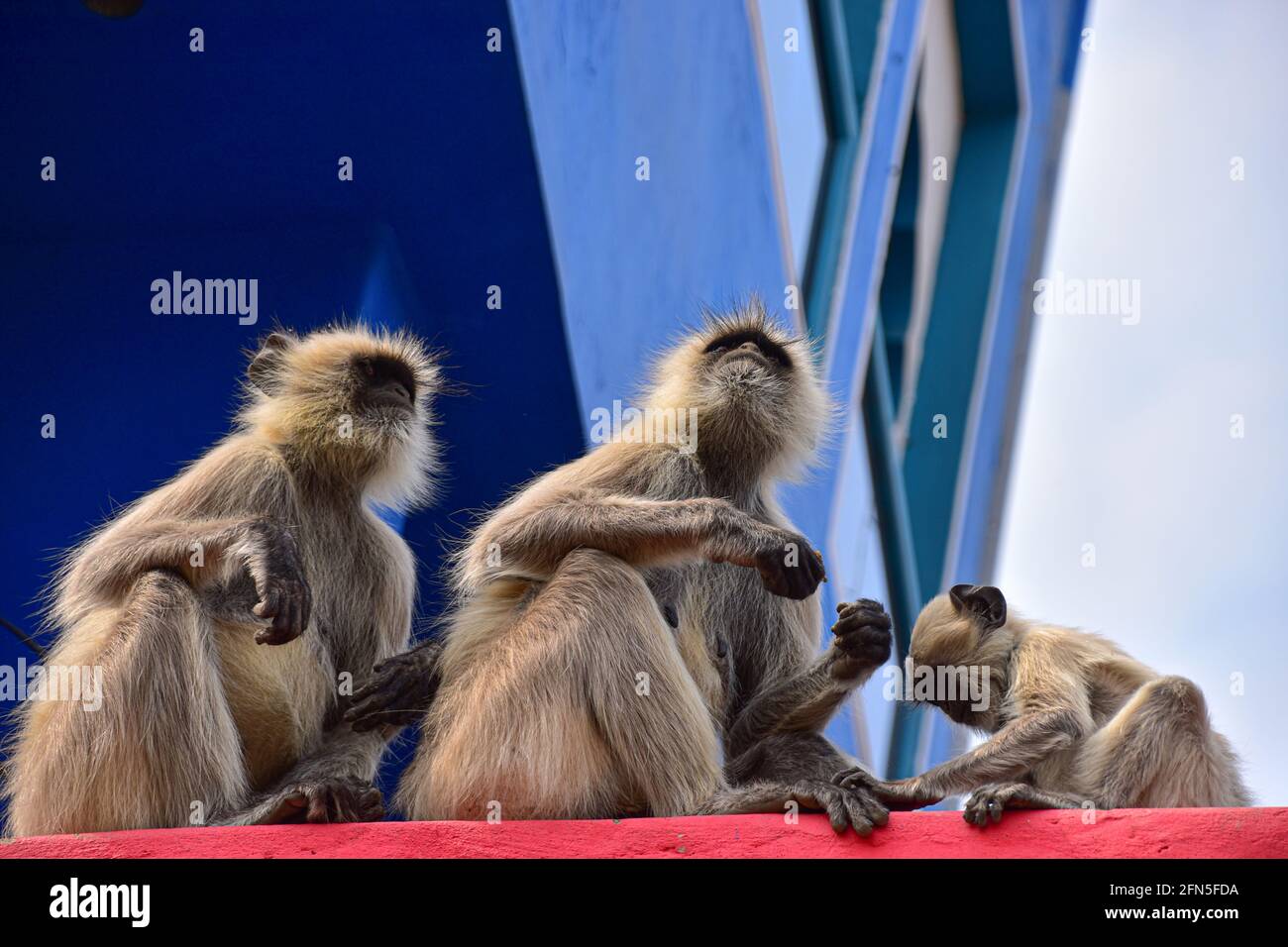 Gris langures, Monkeys, Pushkar, Rajasthan, Inde Banque D'Images