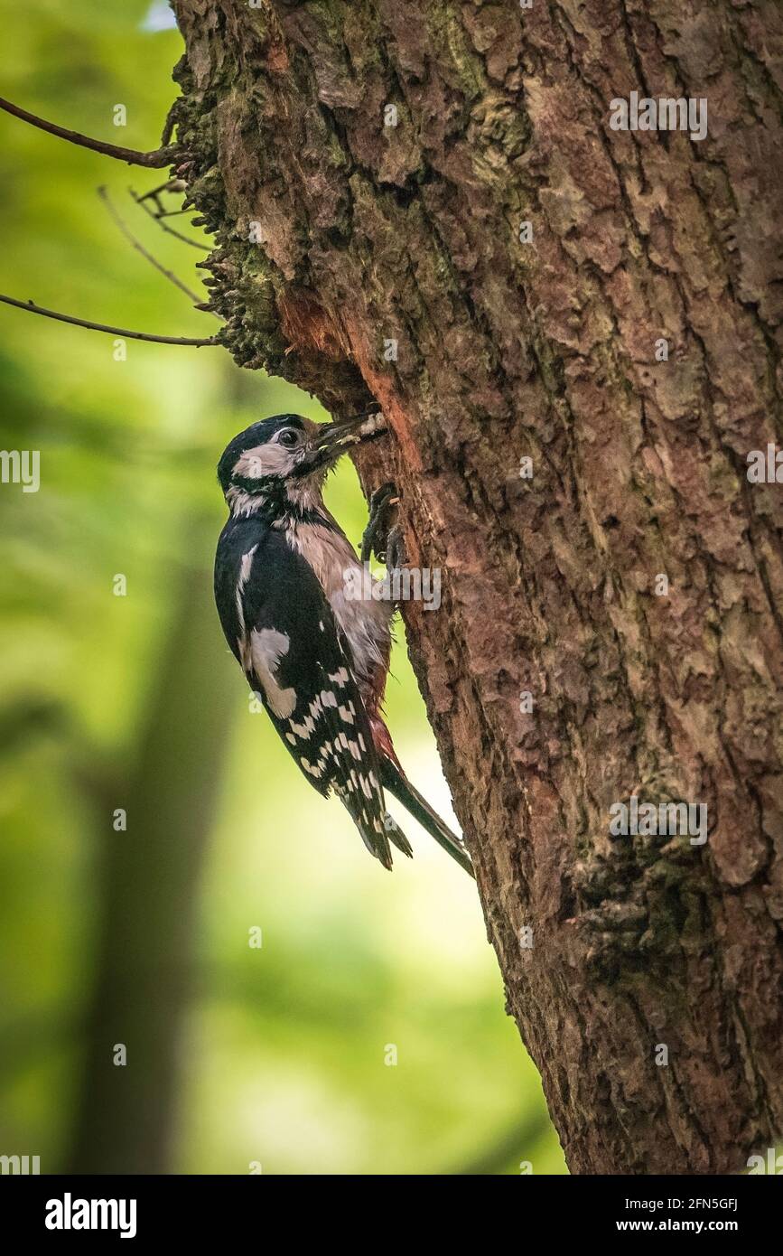 Fémal Grand pic tacheté avec un beakful de nourriture pour les jeunes entre dans le trou de nid. Banque D'Images