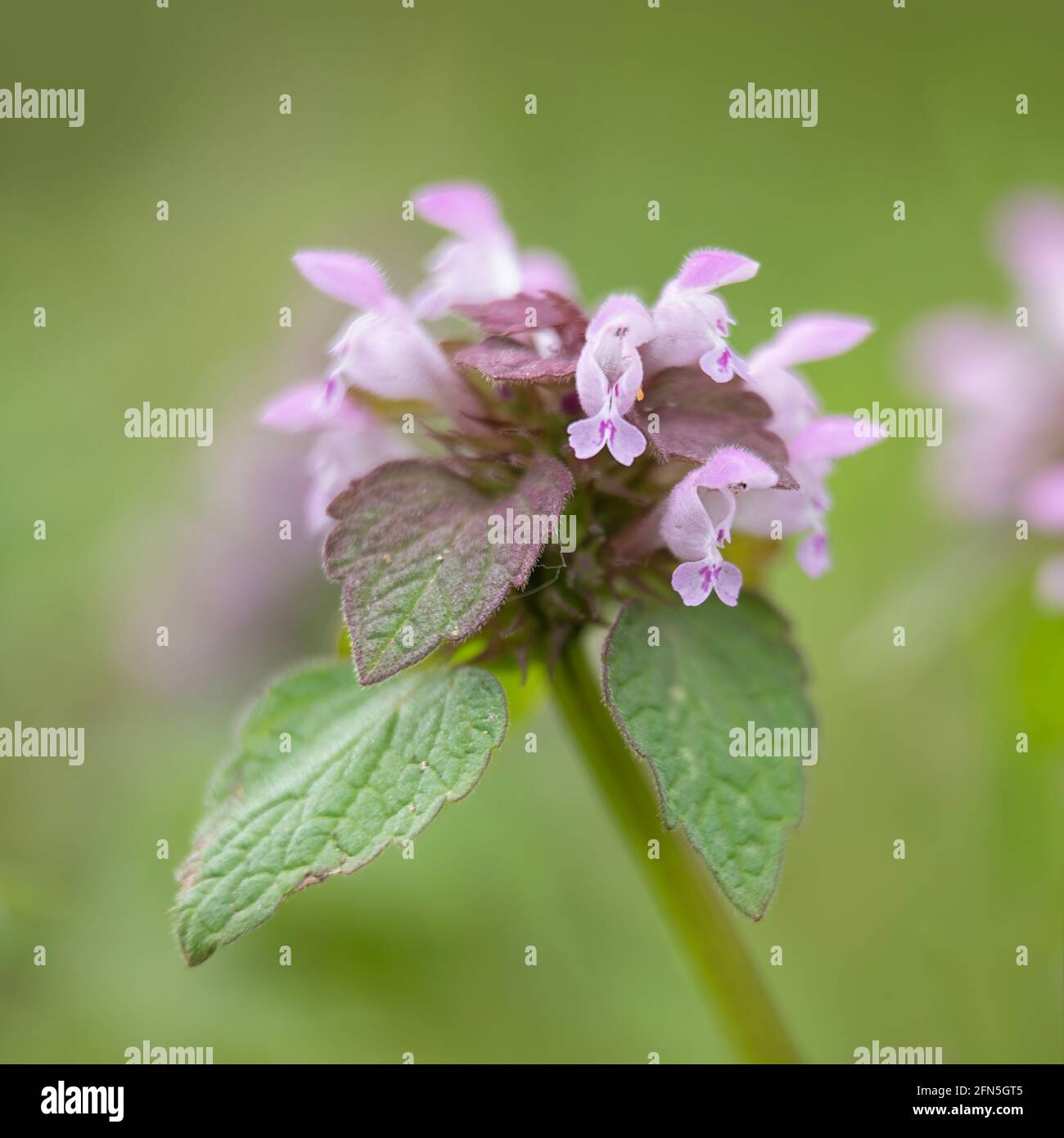 Fleurs d'ortie rouge, Lamium purpueum, au printemps sur fond vert Banque D'Images