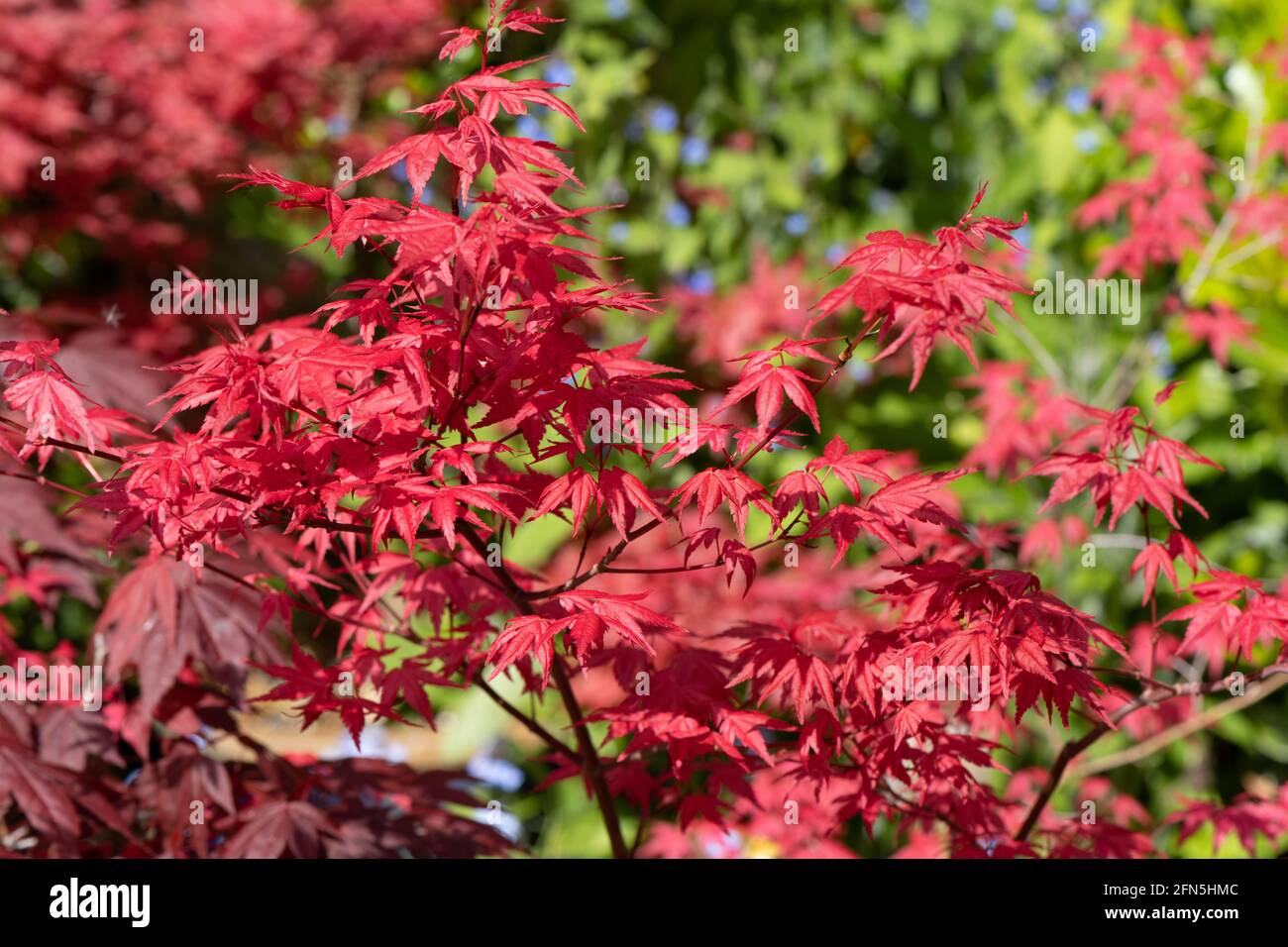 Feuilles rouges vives du palmatum Acer dans le soleil de printemps dans un jardin anglais. Banque D'Images