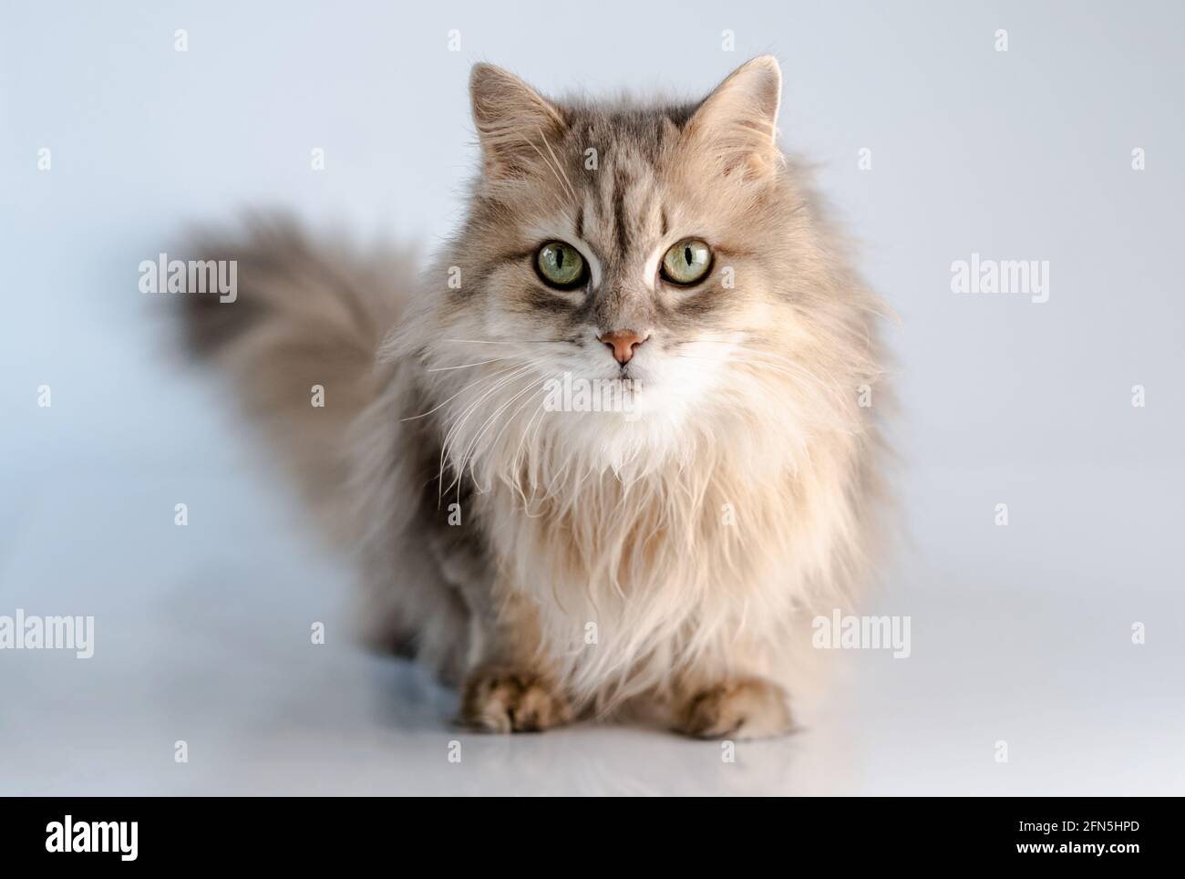 Chat domestique mignon regardant de côté Banque D'Images
