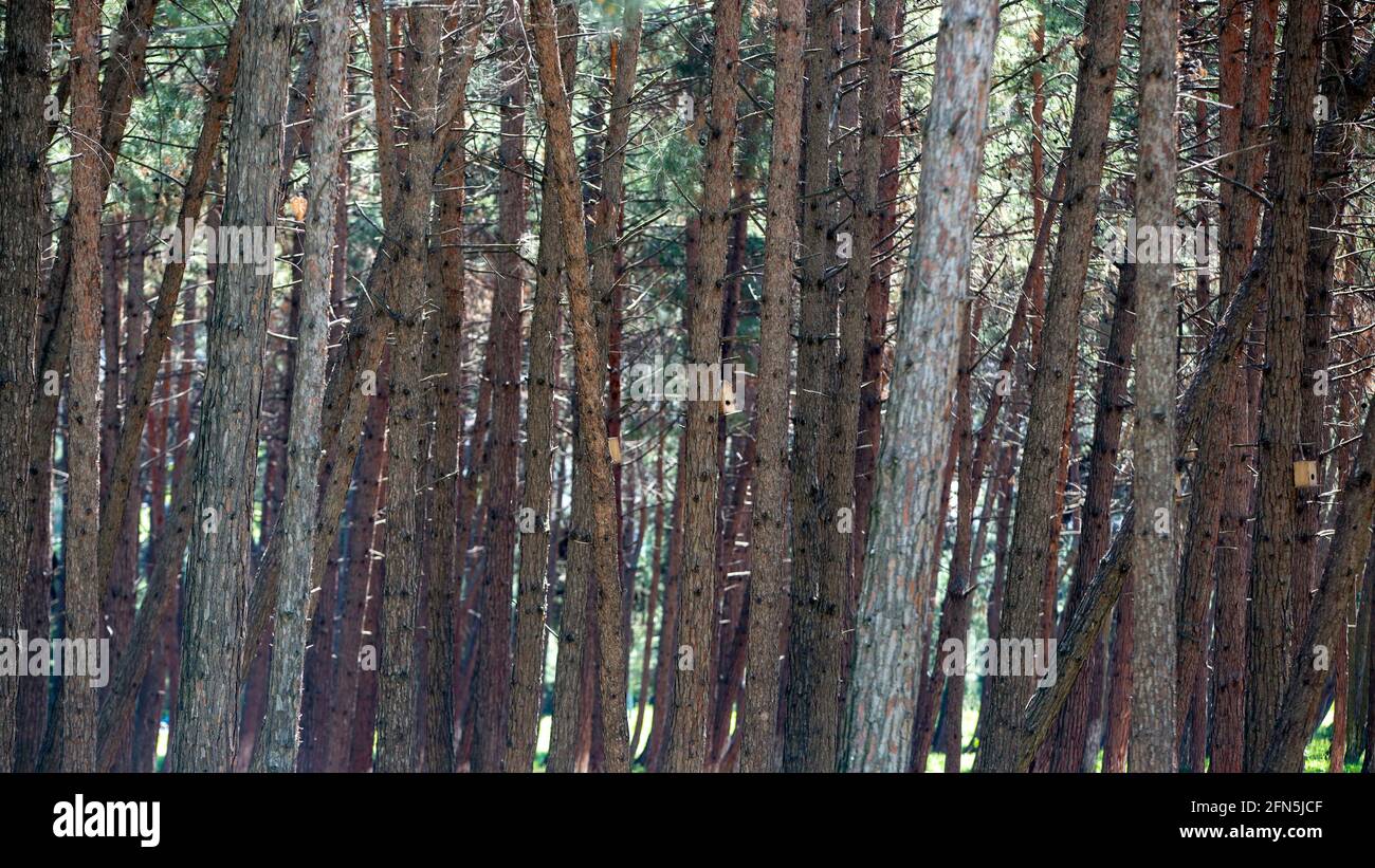 arrière-plan de texture des troncs d'arbre. Vue avant Banque D'Images
