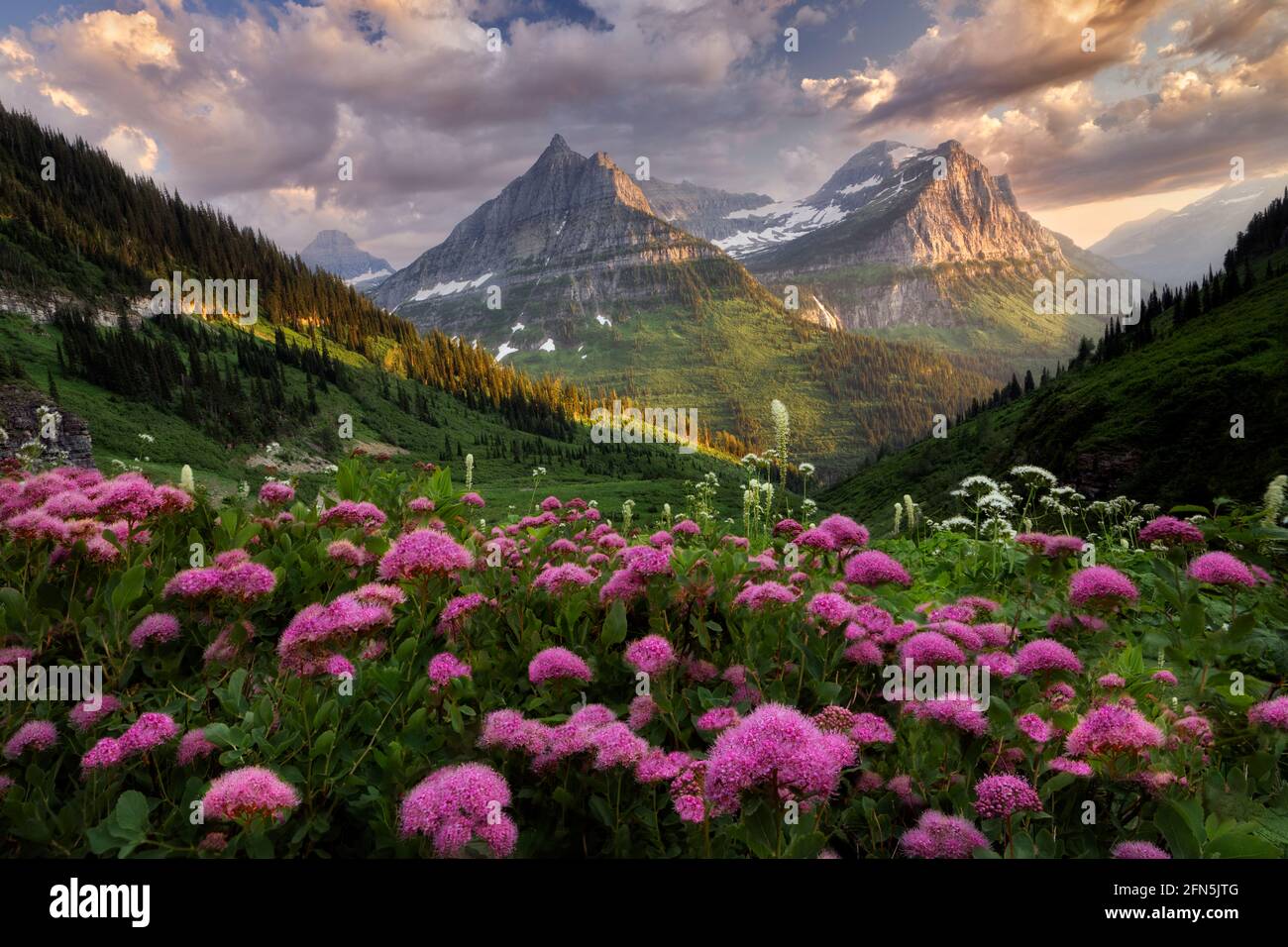 Rosey Spirea et l'herbe d'ours, dans les montagnes du parc national des Glaciers - Mt. Reynolds et Mt. Oberlin, Montana Banque D'Images