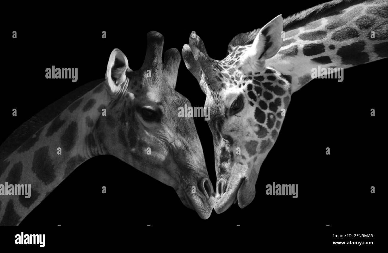 Magnifique Giraffe de deux portraits aimant ensemble Banque D'Images