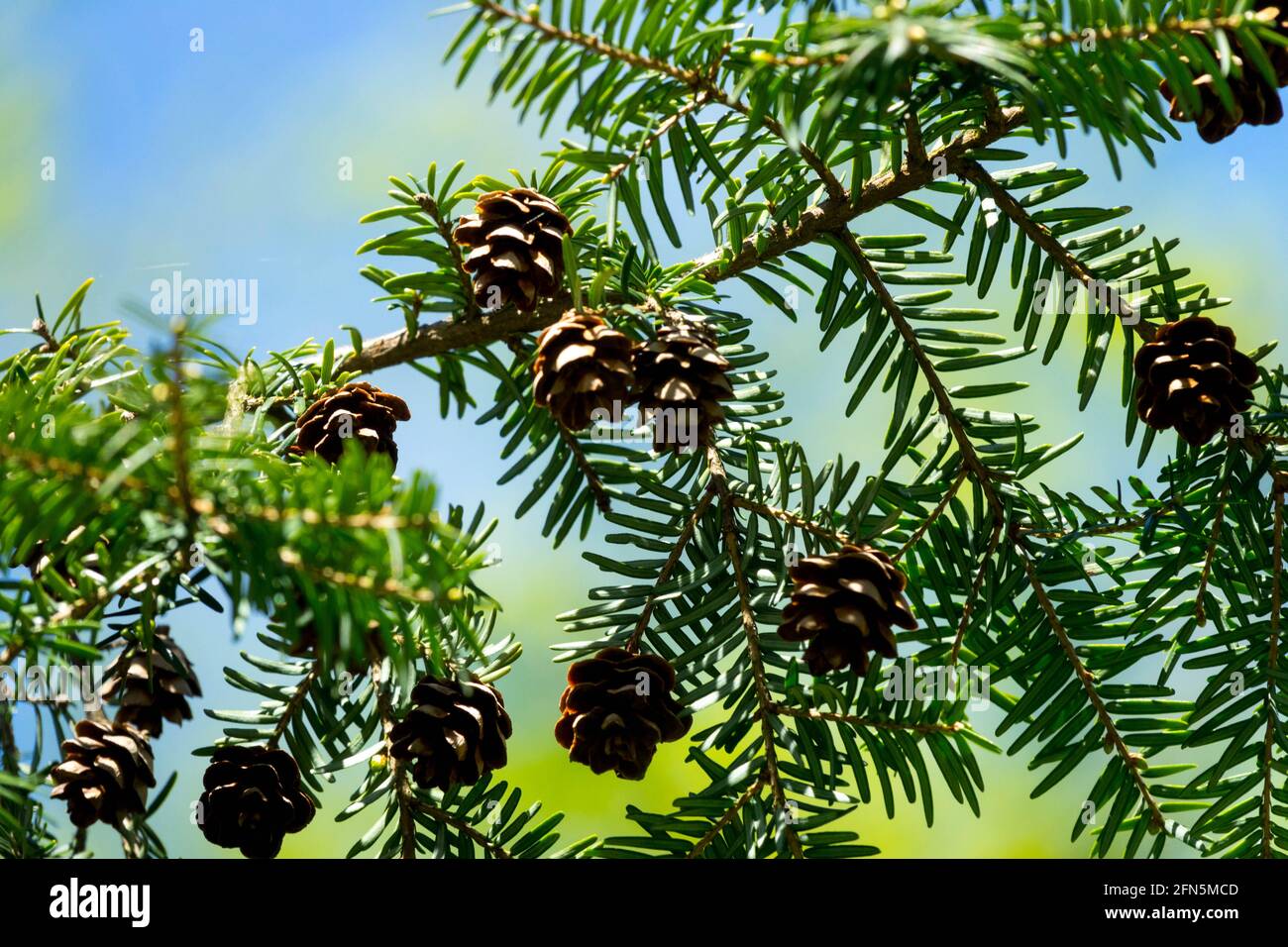 Cônes Tsuga canadensis pruche de l'est Banque D'Images