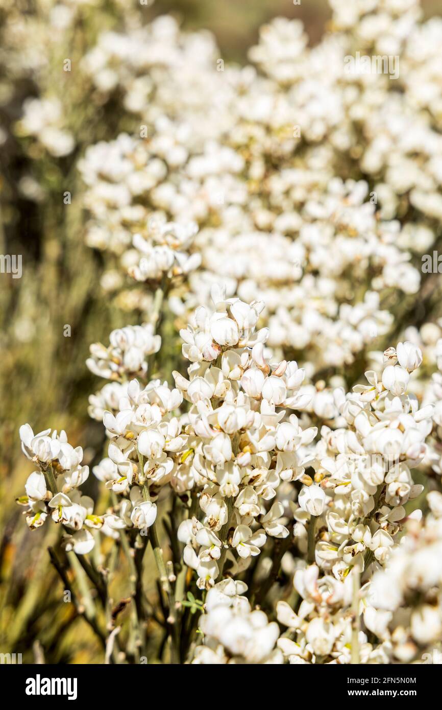 Spartocytisus supranationus, retama del Teide, arbuste à fleurs blanches dans le parc national de Las Canadas del Teide, Tenerife, Îles Canaries, Espagne Banque D'Images