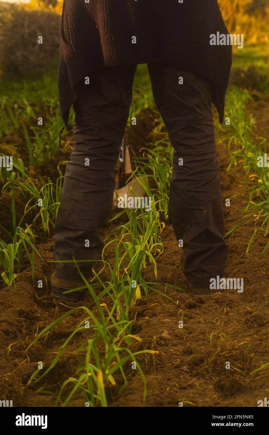 cultivo de ajos en finca de producción ecológica : labores de aporque; semillero cubierto; terreno labrado con maquinaria Banque D'Images