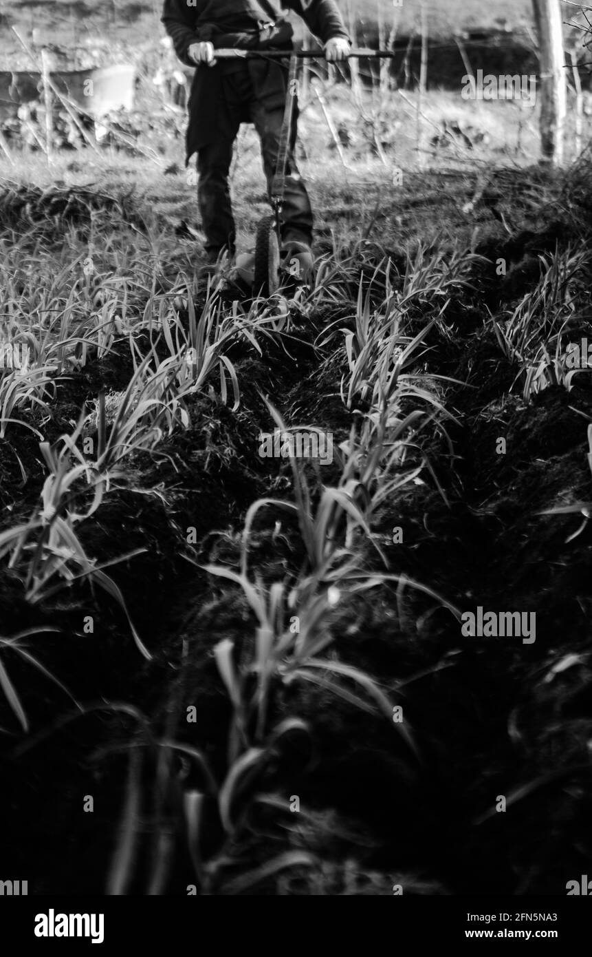 cultivo de ajos en finca de producción ecológica : labores de aporque; semillero cubierto; terreno labrado con maquinaria Banque D'Images