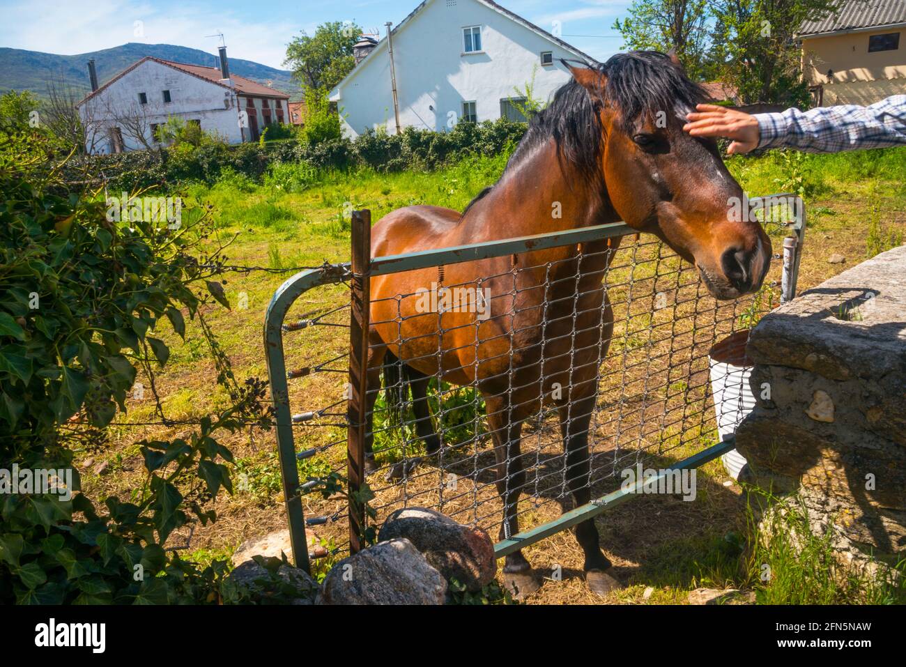 À la main, un cheval de châtaignier dans un pré. Banque D'Images