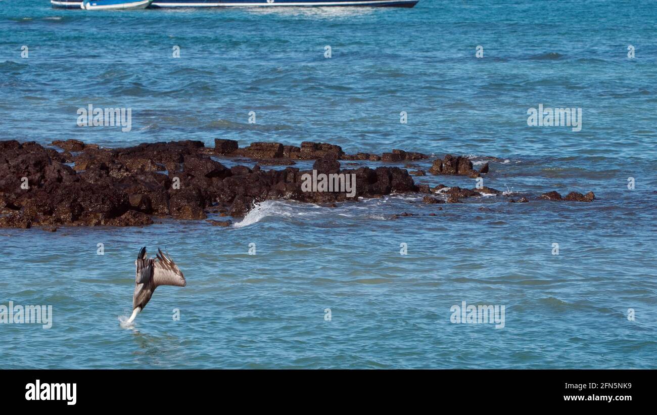 Pélican brun (Pelecanus occidentalis) plongée pour les poissons dans le port de Puerto Ayora, île de Santa Cruz, Galapagos, Equateur Banque D'Images