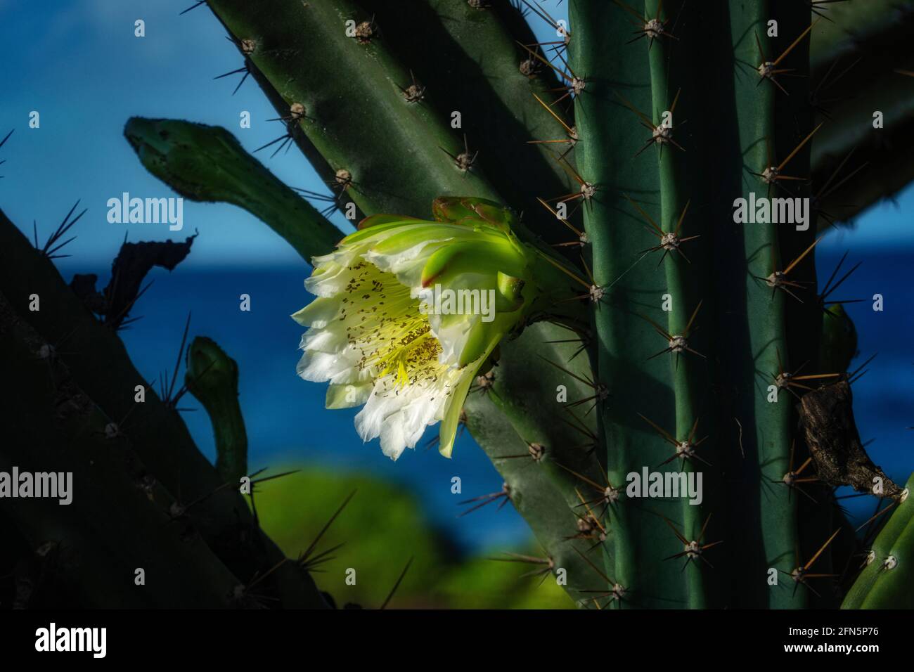 Fleur de cactus blanche. Kauai, Hawaiibloom, fleurs sauvages Banque D'Images