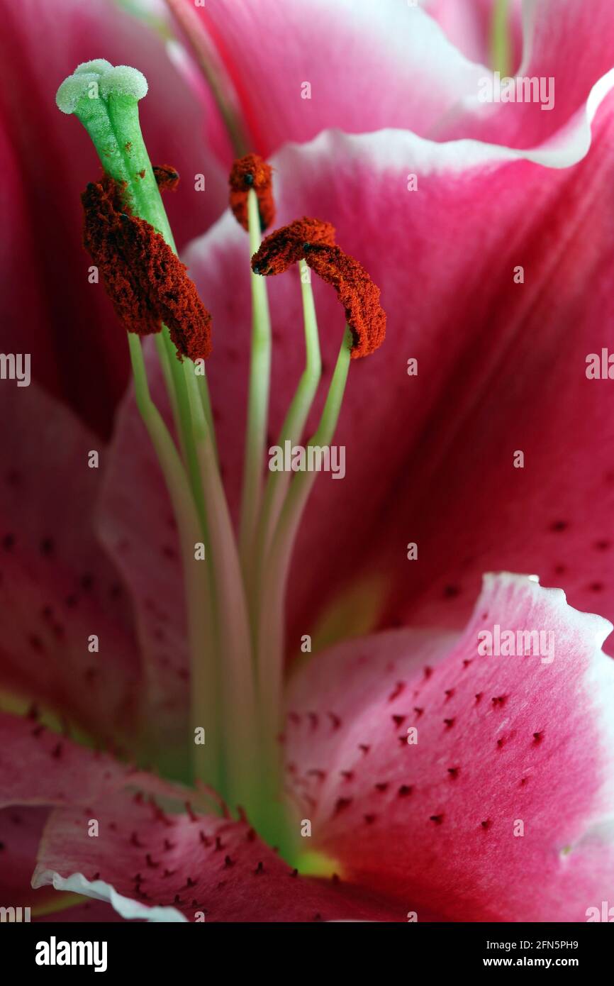 Nénuphar oriental après huit avec de très grandes fleurs roses avec des bords blancs et des pétales à taches de rousseur qui font face vers le haut, également appelé Stargazers Banque D'Images
