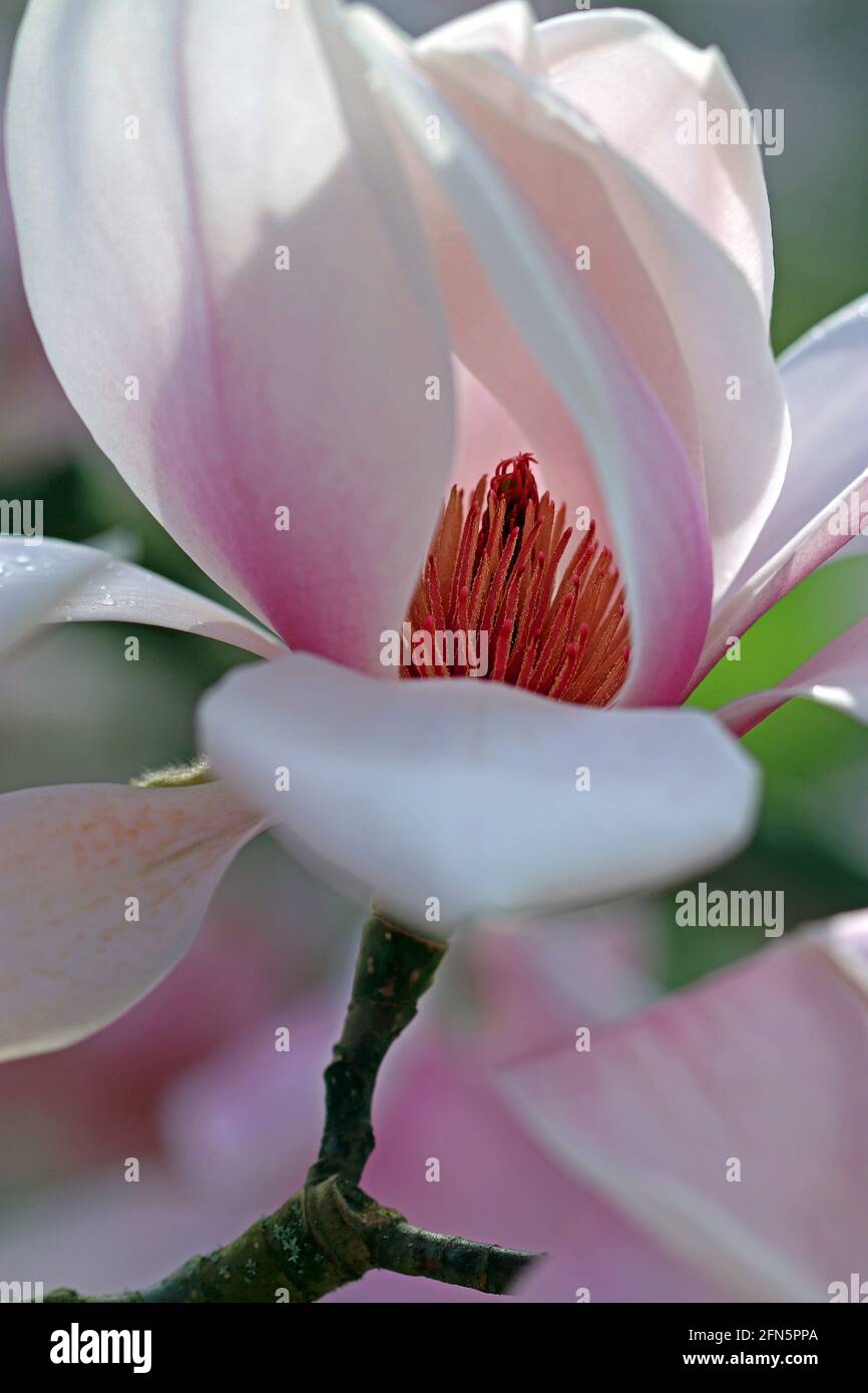 Une fleur de Magnolia Sprengeri Diva; les charpels sont à l'intérieur des pétales rose pâle. (Magnolia Diva de Sprenger; Magnolia de Sprenger). Jardin anglais, mars Banque D'Images