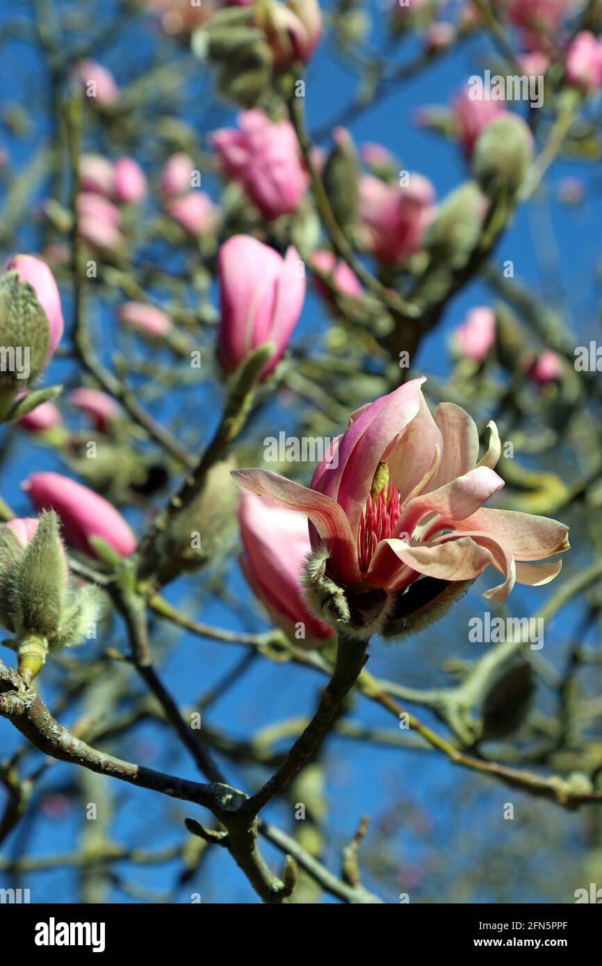 Une fleur de magnolia rose profond se distingue devant des bourgeons roses, sur un ciel bleu vif. Photographié dans un jardin anglais en mars. Banque D'Images