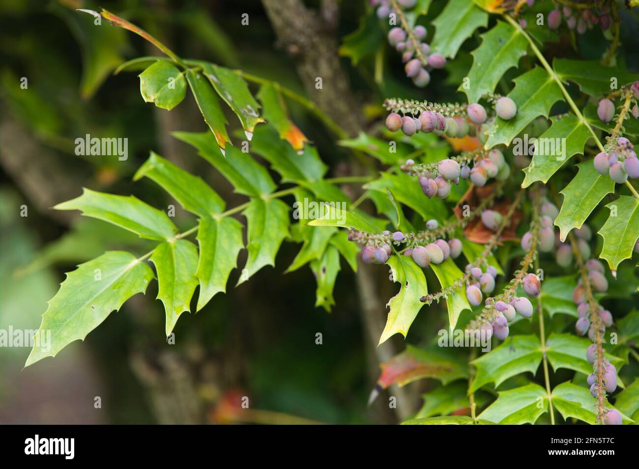 Gros plan sur le feuillage vert et les fruits sur Mahonia x media/ Oregon Grape, « Lionel Fortescue » Banque D'Images