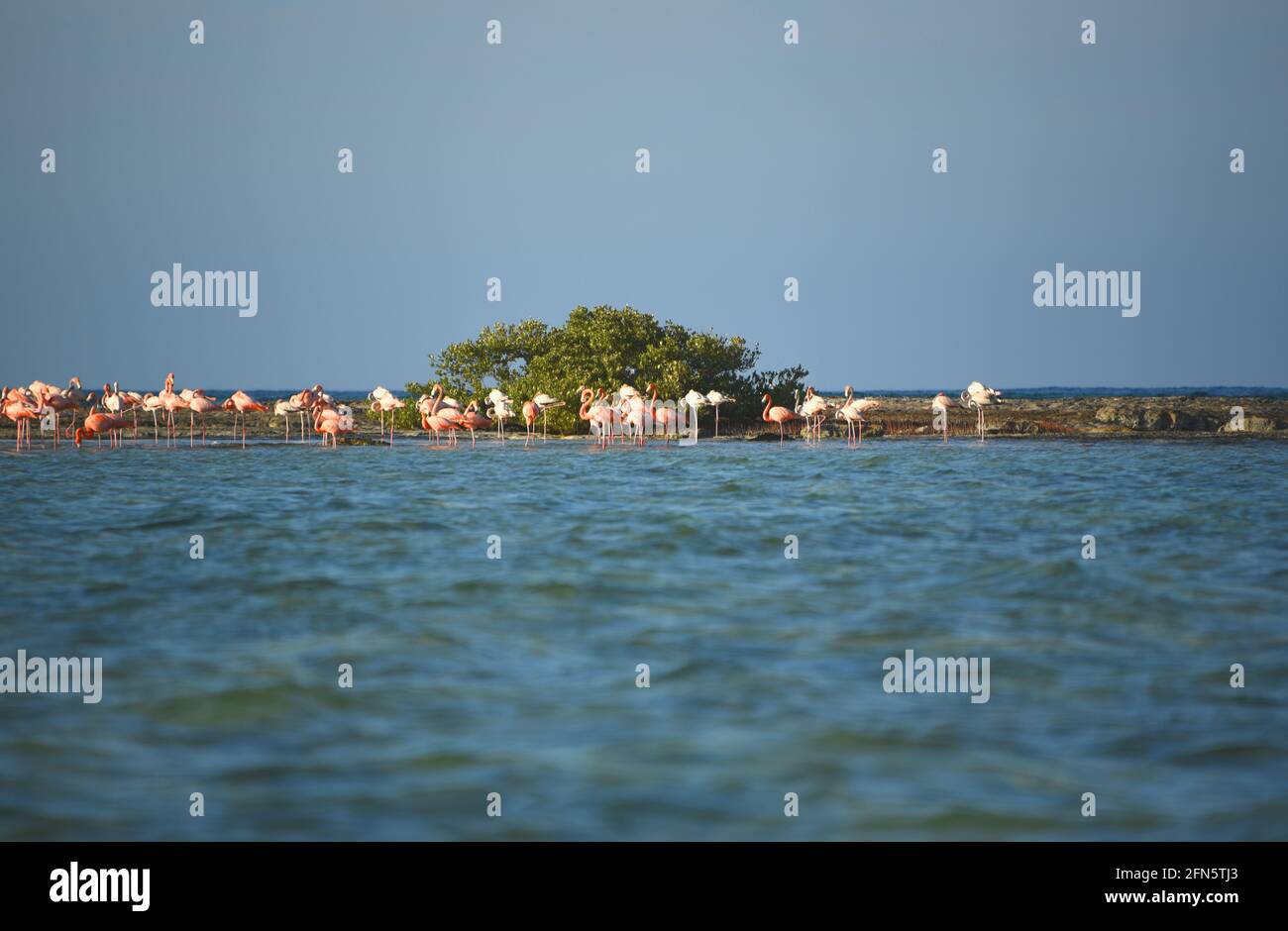 Une magnifique vue panoramique grand format d'un troupeau de Flamingos américains sauvages se nourrissant sur une petite île juste à côté de Mayaguana isolé dans les Bahamas. Banque D'Images