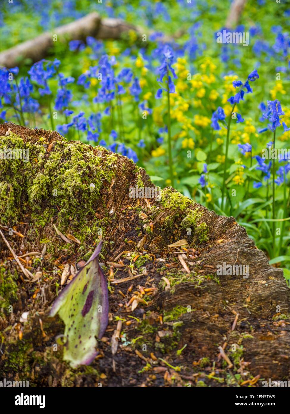 Stump et fleurs, Bluebell Woods, Bones Wood, Henley-on-Thames, Oxfordshire, Angleterre, Royaume-Uni, GB. Banque D'Images
