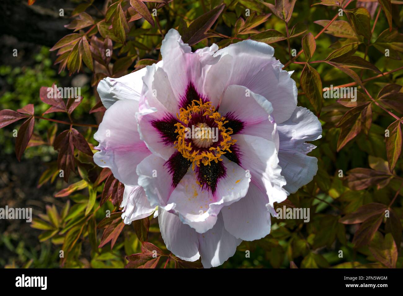 Pivoine d'arbre en fleurs après la pluie. Grosses pivoines blanches. Paeonia rockii. Banque D'Images