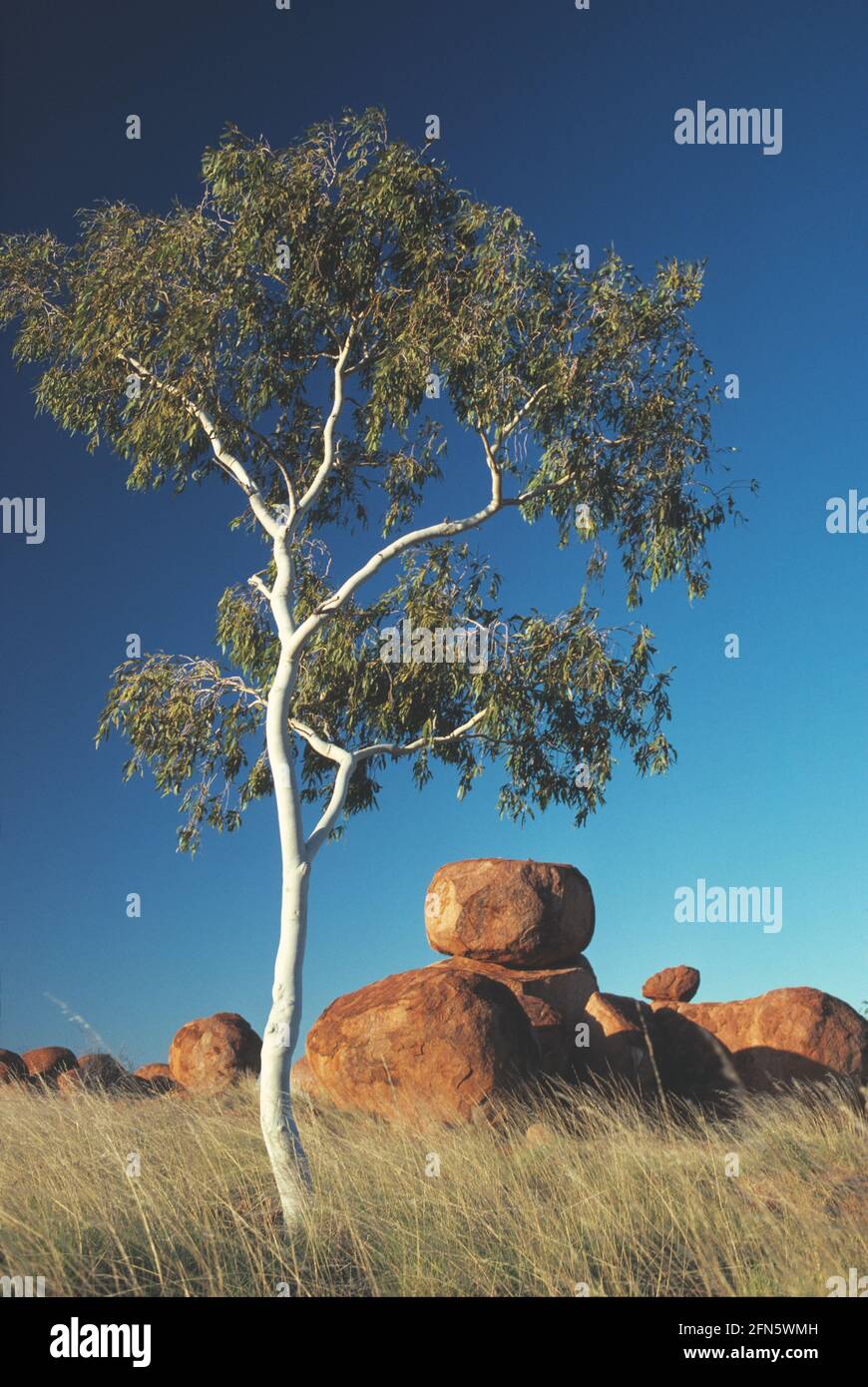 Australie. Territoire du Nord. Ruisseau Tennant. Devils Marbles. Banque D'Images