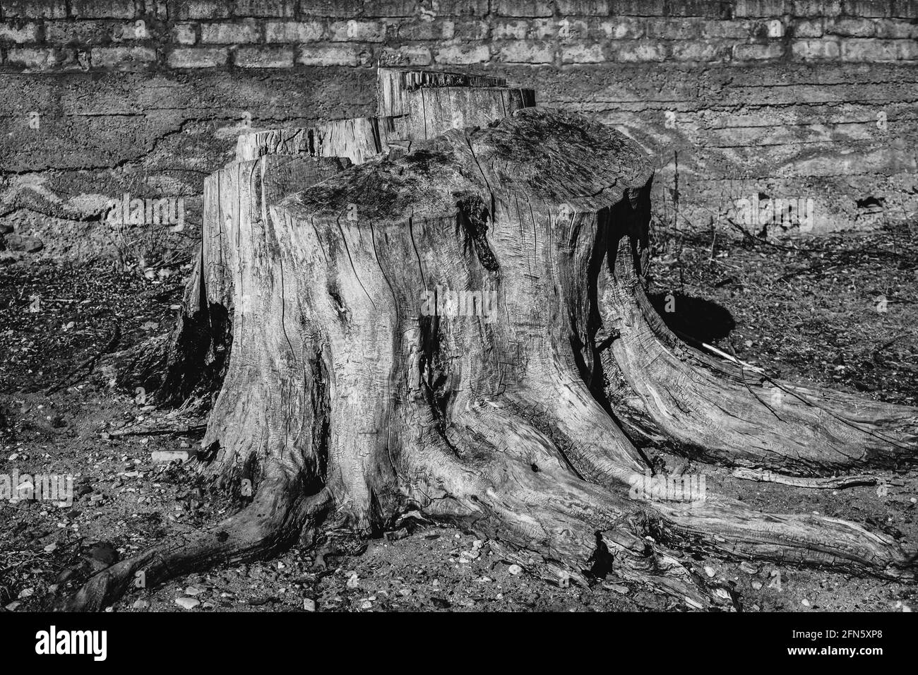 tronc d'arbre abattu en monochrome Banque D'Images