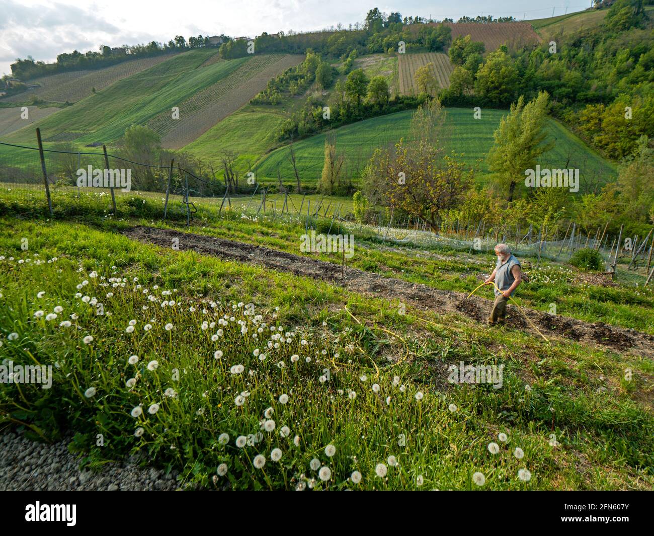 Agriculteur senior préparant l'arrosage des légumes biologiques Banque D'Images