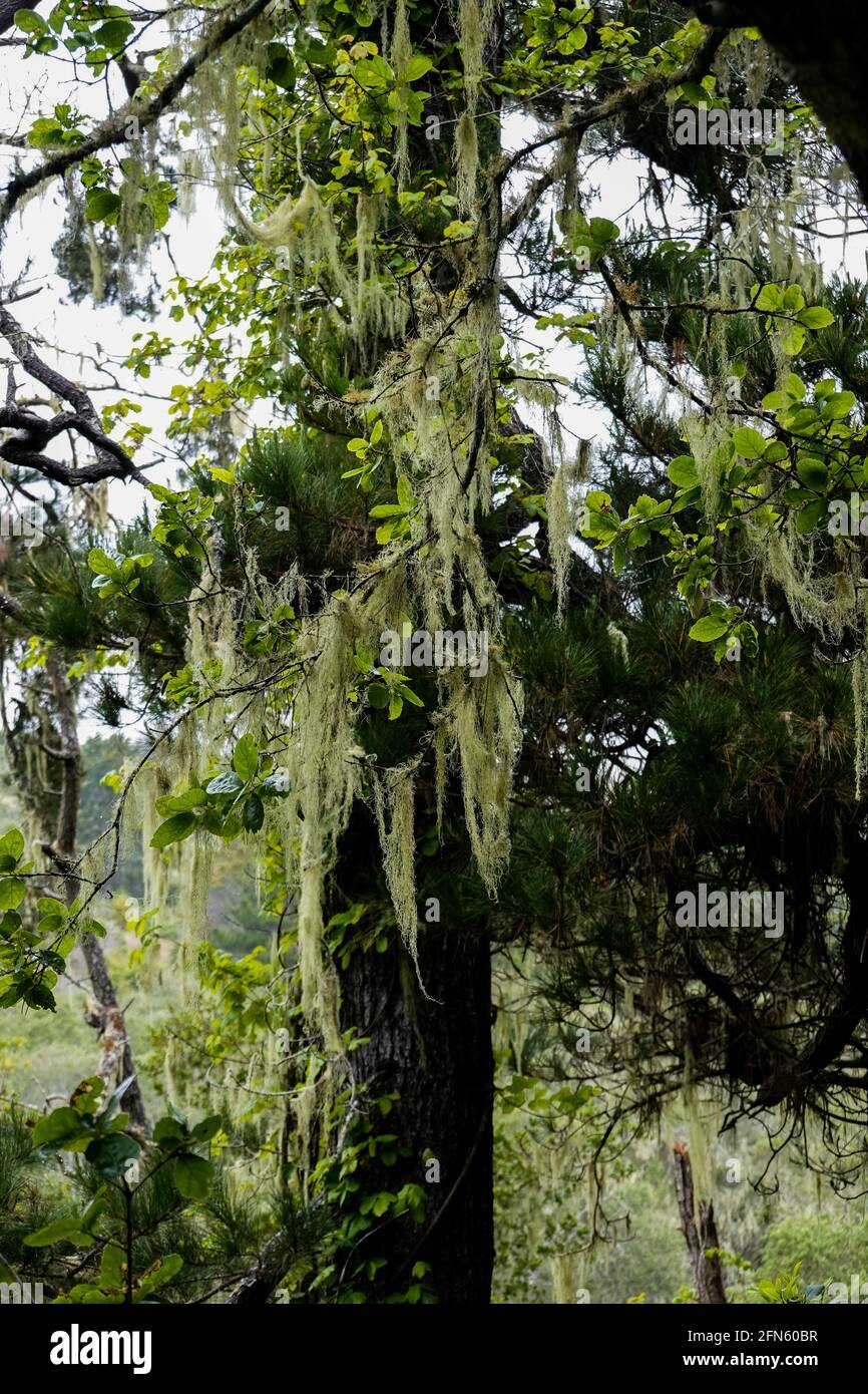 Lichen d'État de Californie : lichen de dentelle (Ramalina menziesii) croissant sur des pins de Monterey dans le parc national de San Simeon, comté de San Luis Obispo. Banque D'Images