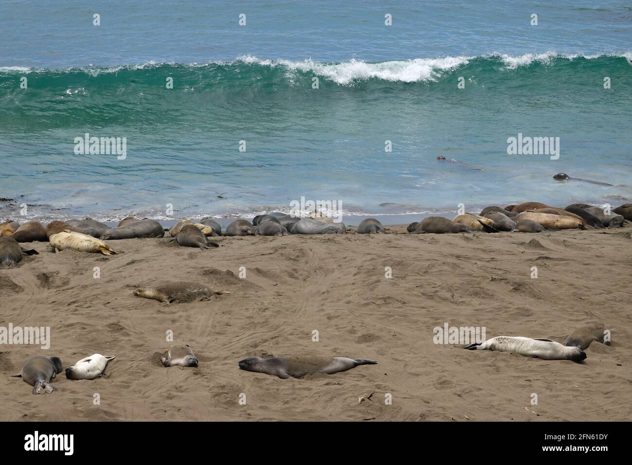 Les éléphants de mer Mirounga angustirostris sur la plage le long de la côte du centre de la Californie à San Simeon se reposant comme ils complètent leur mue annuelle. Banque D'Images