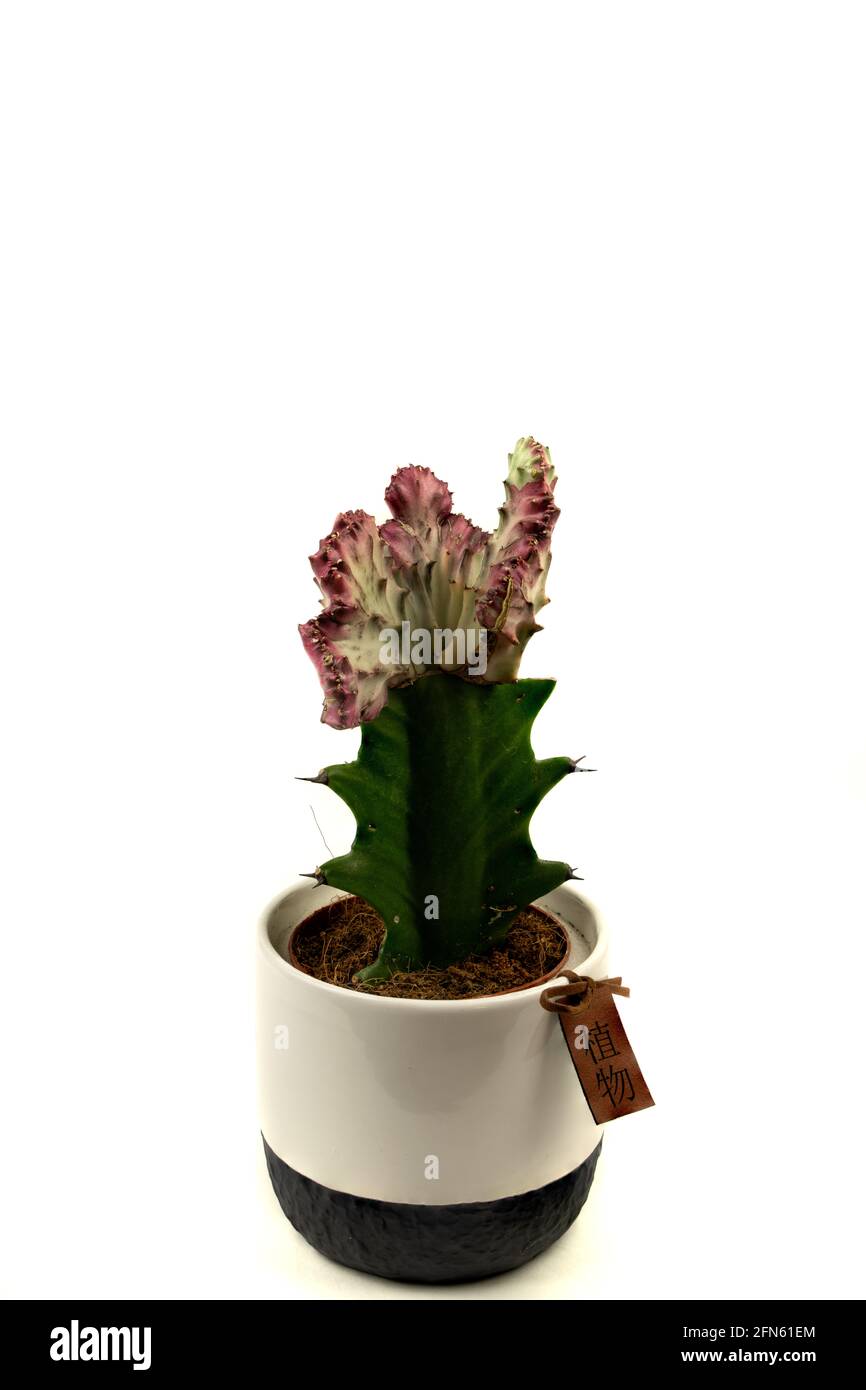 euphorbia lactea dans pot avec fond blanc, vue de dessus Banque D'Images